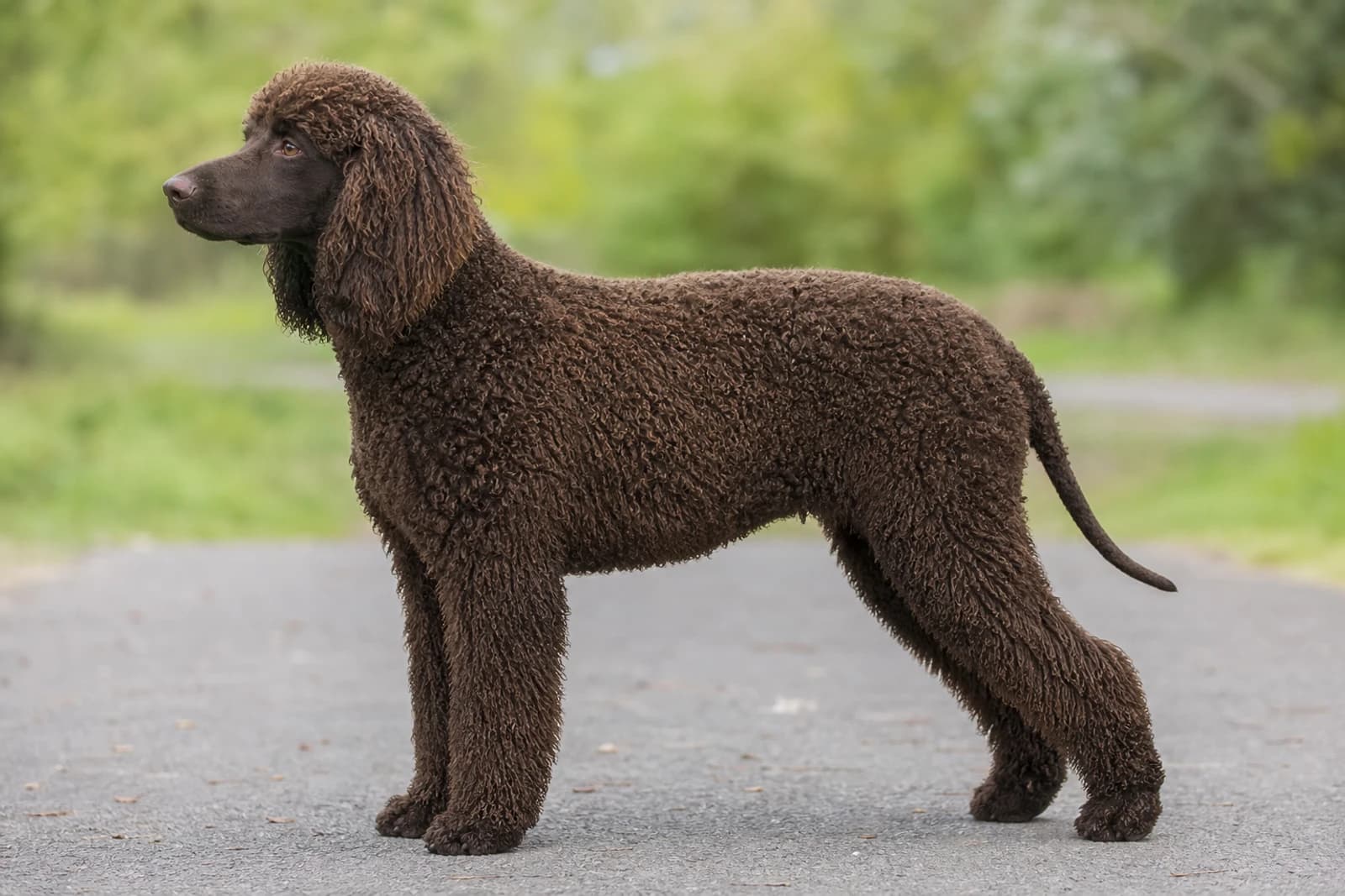 Irish Water Spaniel — Large dog breed