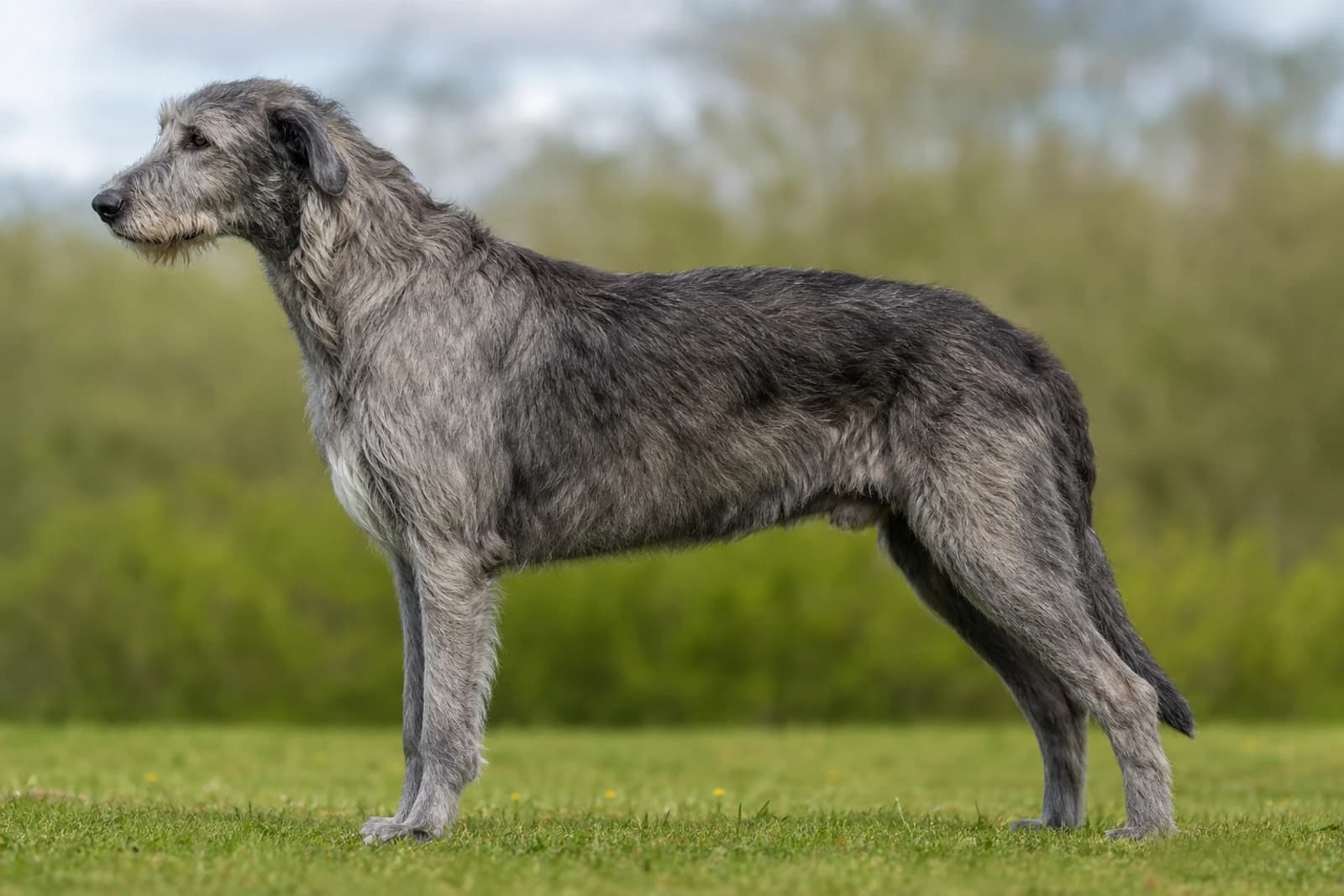Irish Wolfhound — Giant dog breed
