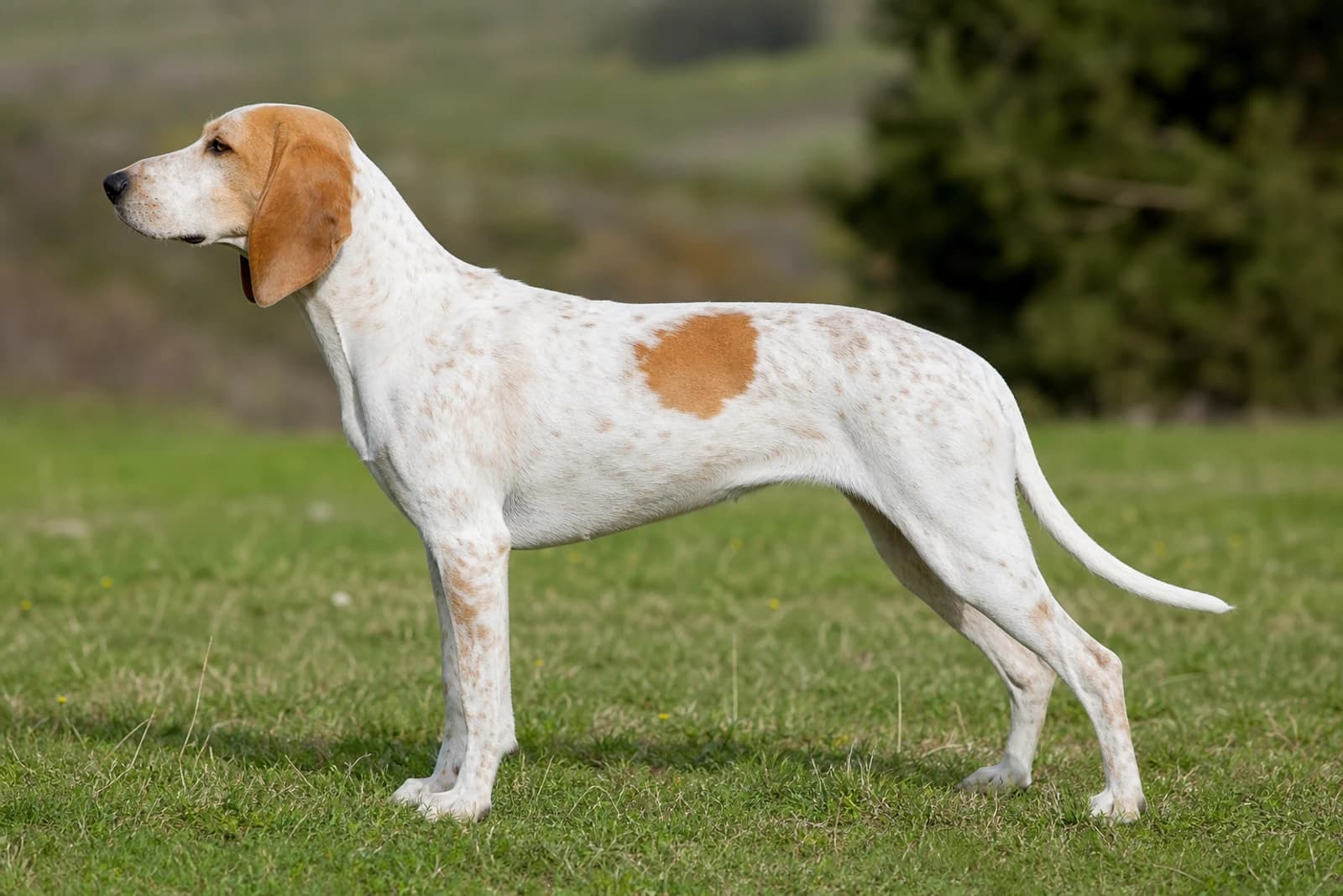 Istrian Shorthaired Hound — Large dog breed