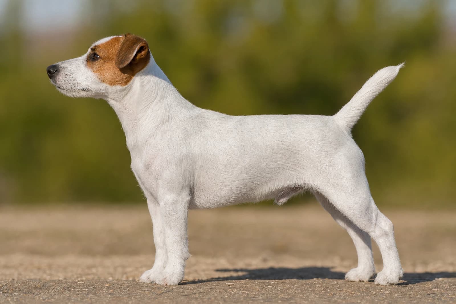 Jack Russell Terrier — Medium dog breed