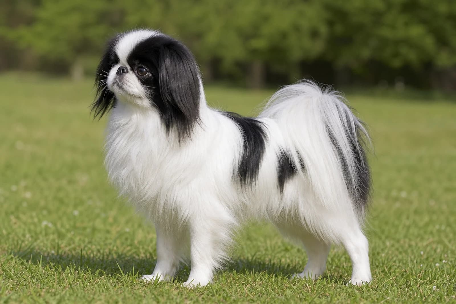 Japanese Chin — Small dog breed