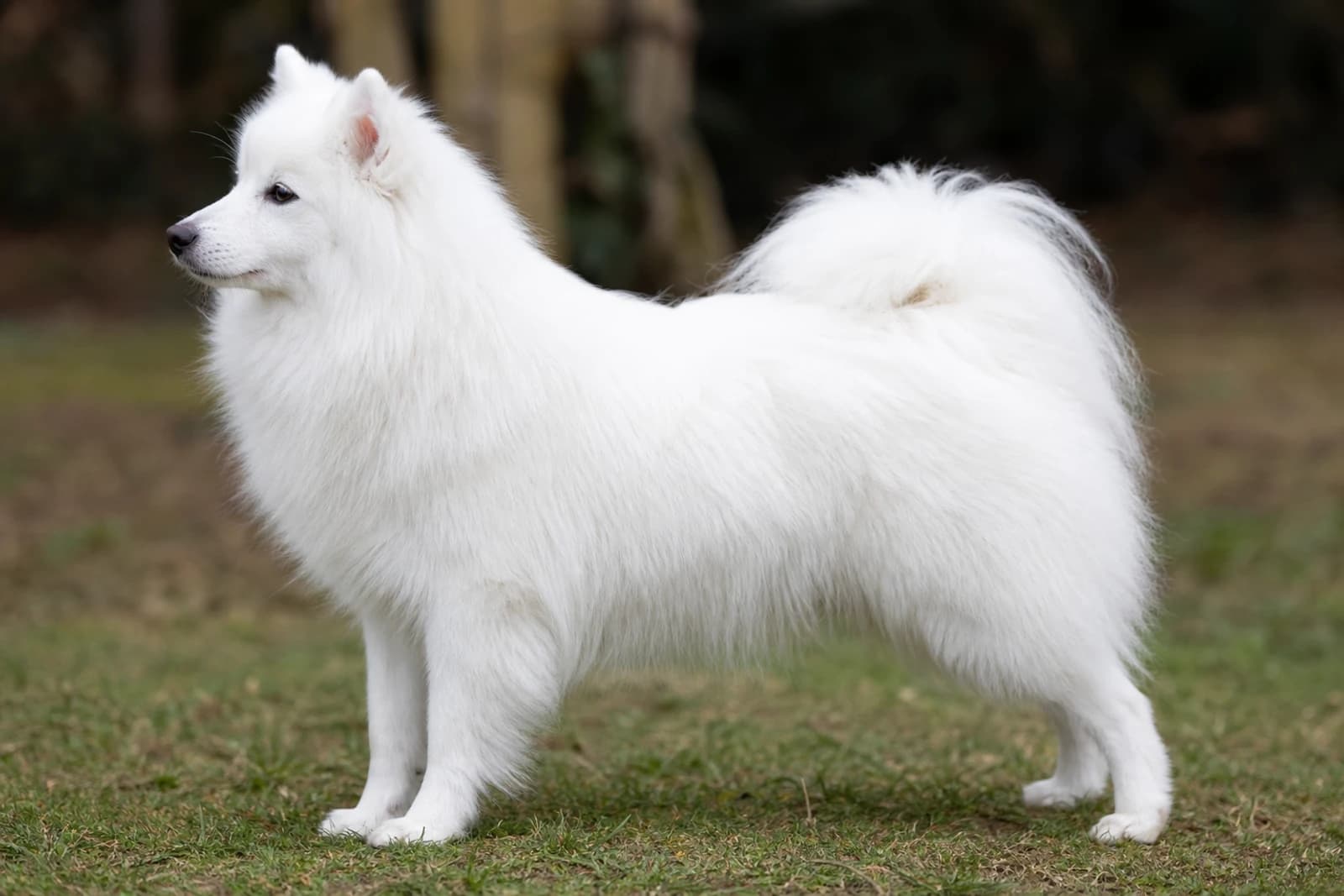 Japanese Spitz — Small dog breed