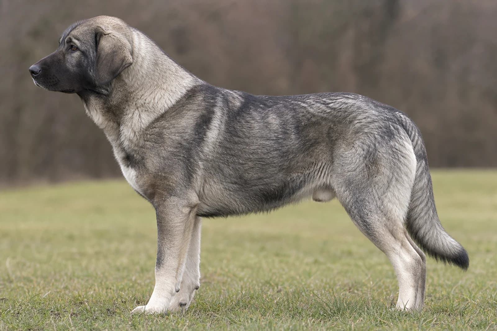 Karst Shepherd Dog — Large dog breed