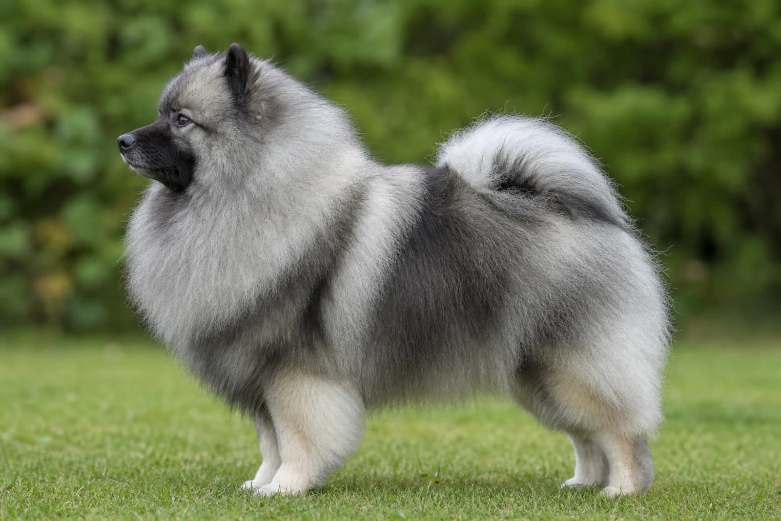 Keeshond — Medium dog breed