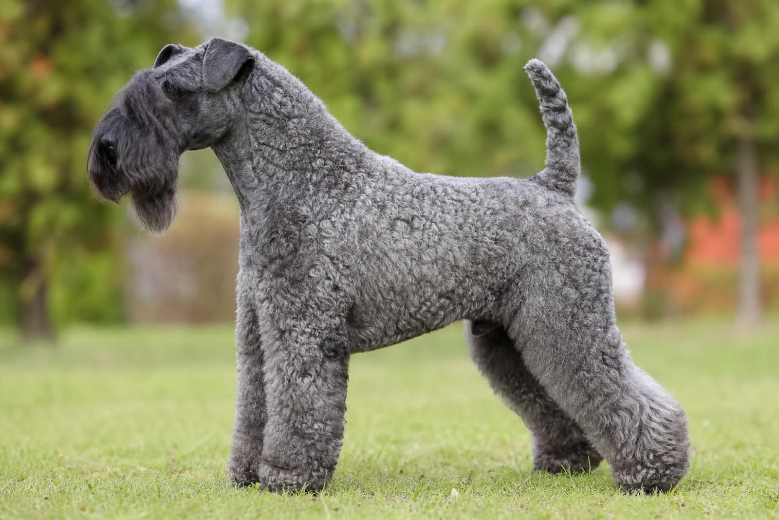Kerry Blue Terrier — Medium dog breed