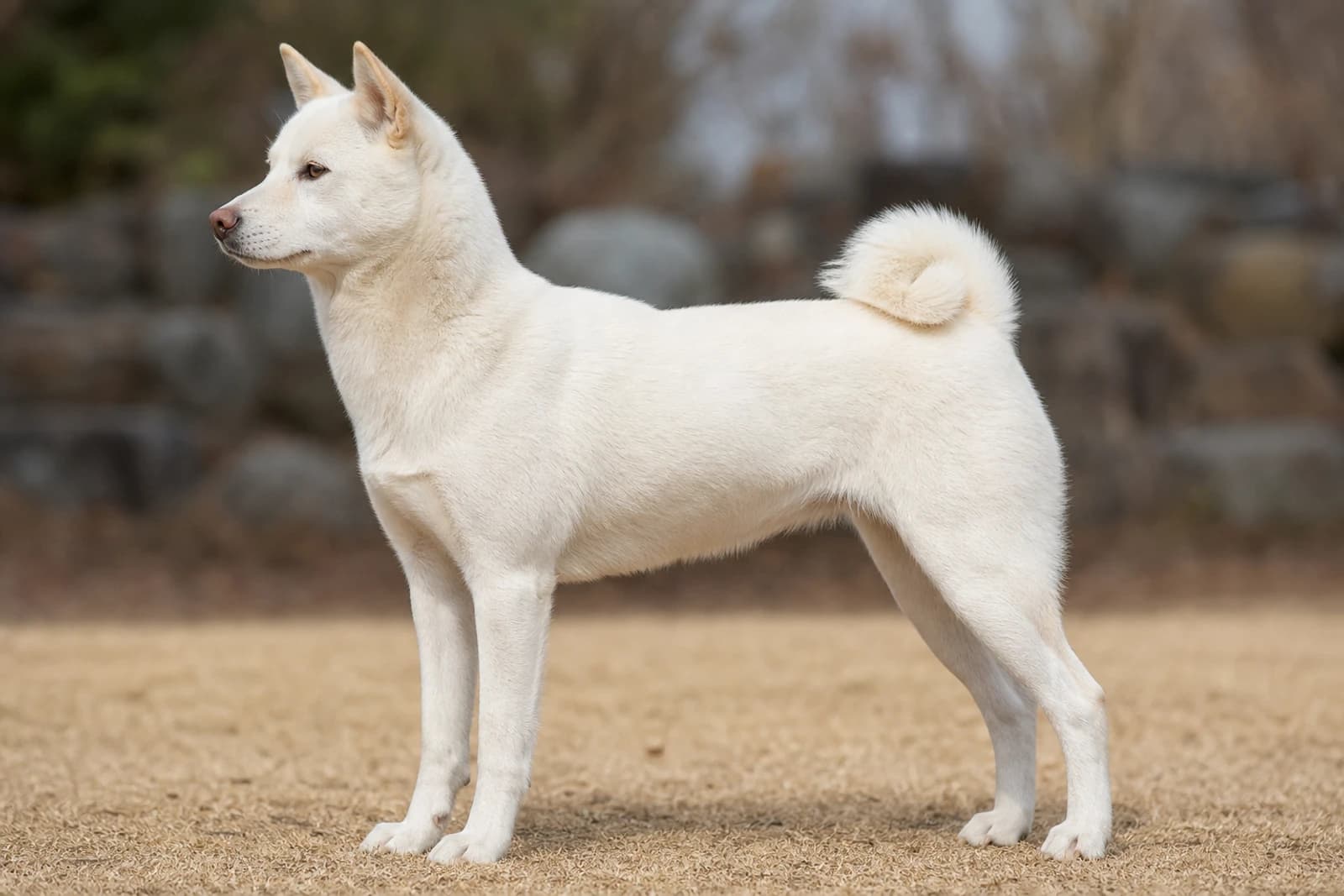 Kishu — Large dog breed
