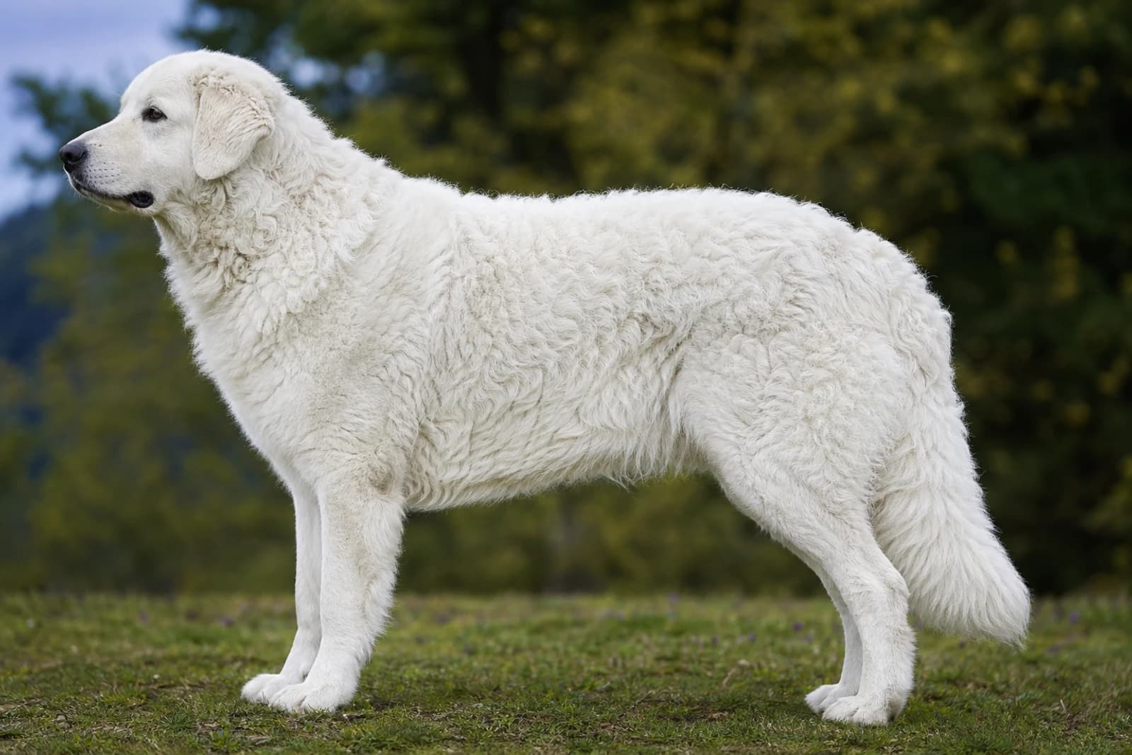 Kuvasz — Giant dog breed