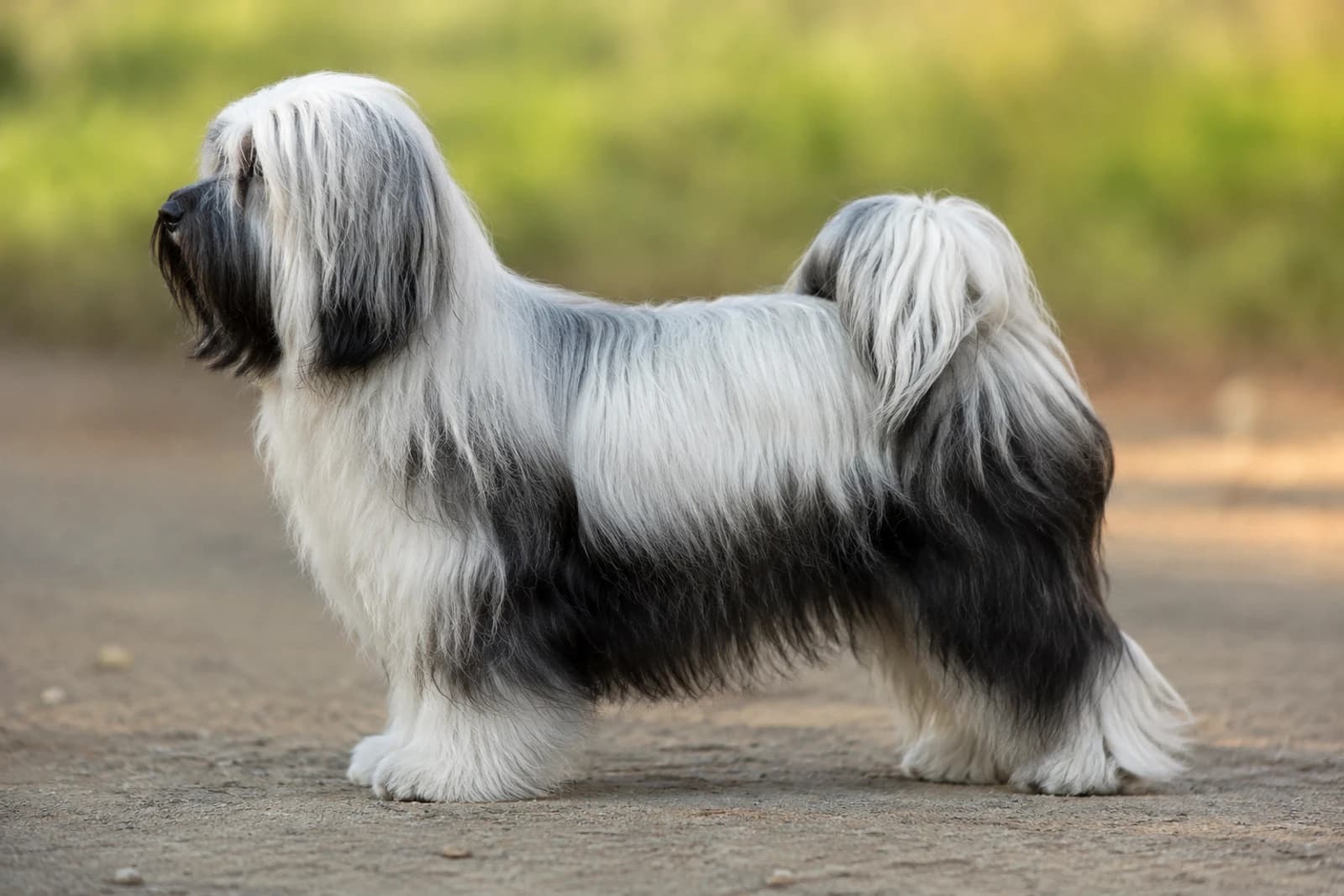 Kyi Leo — Small dog breed