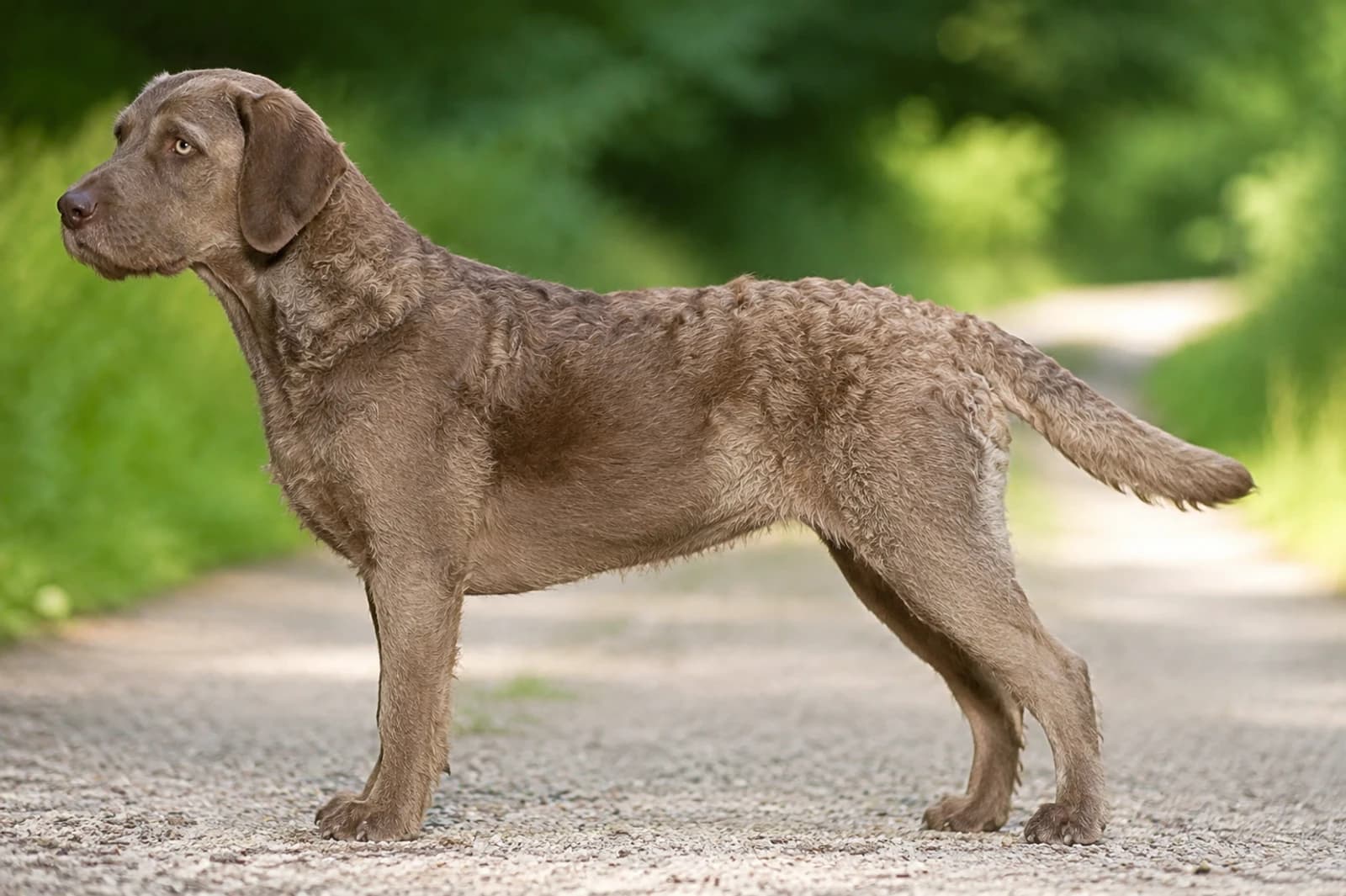 Labradinger — Large dog breed