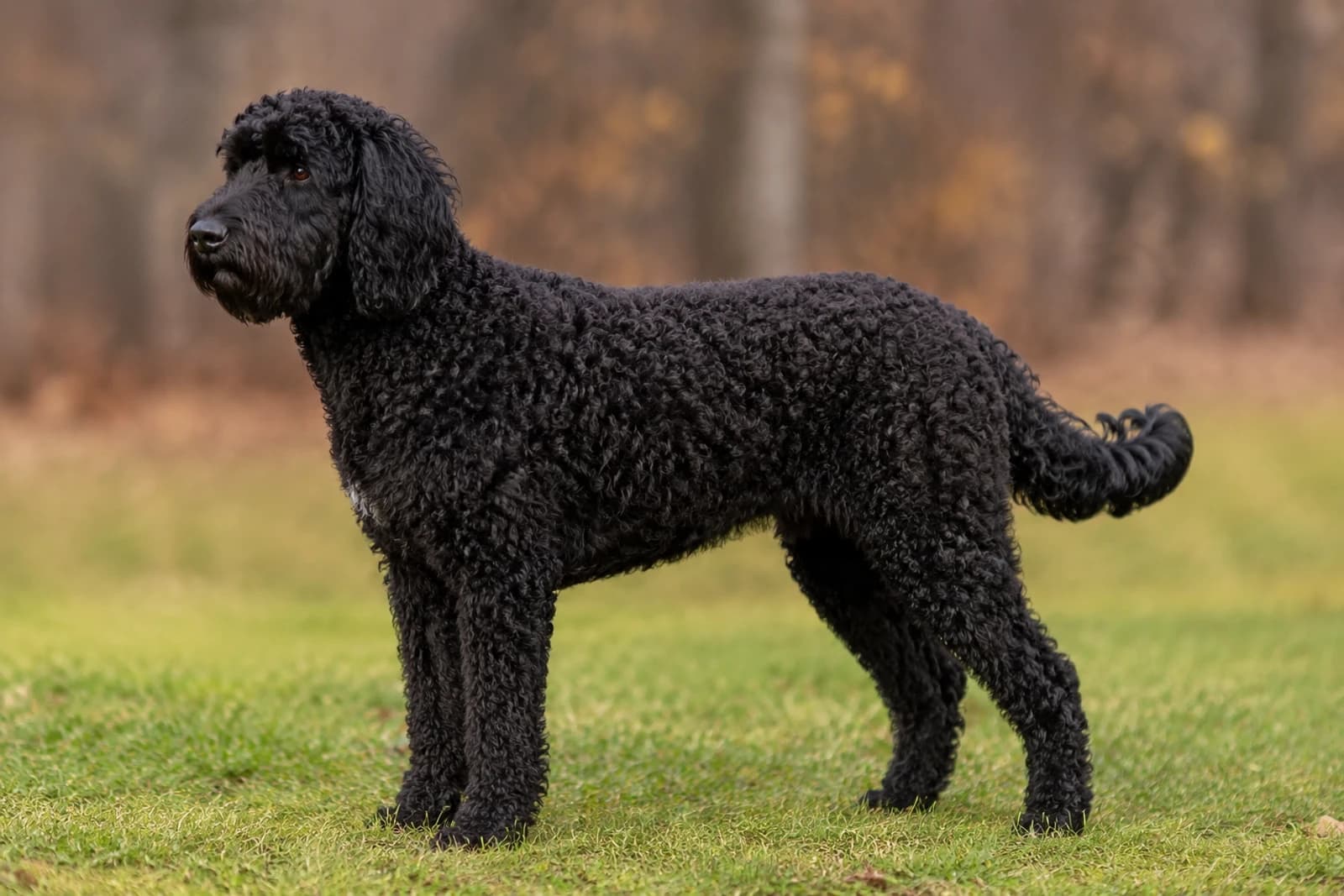 Labradoodle — Medium dog breed