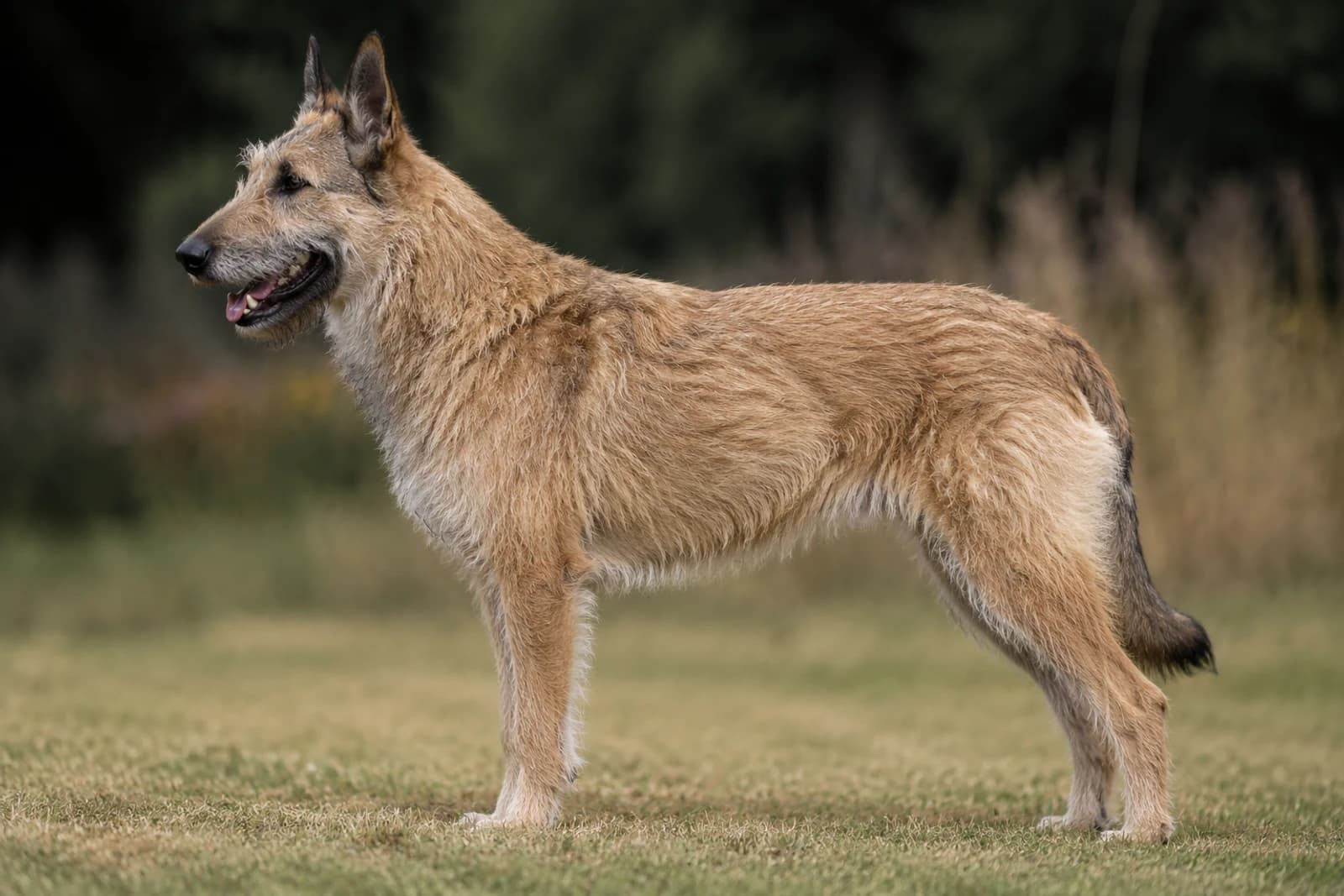 Laekenois — Giant dog breed
