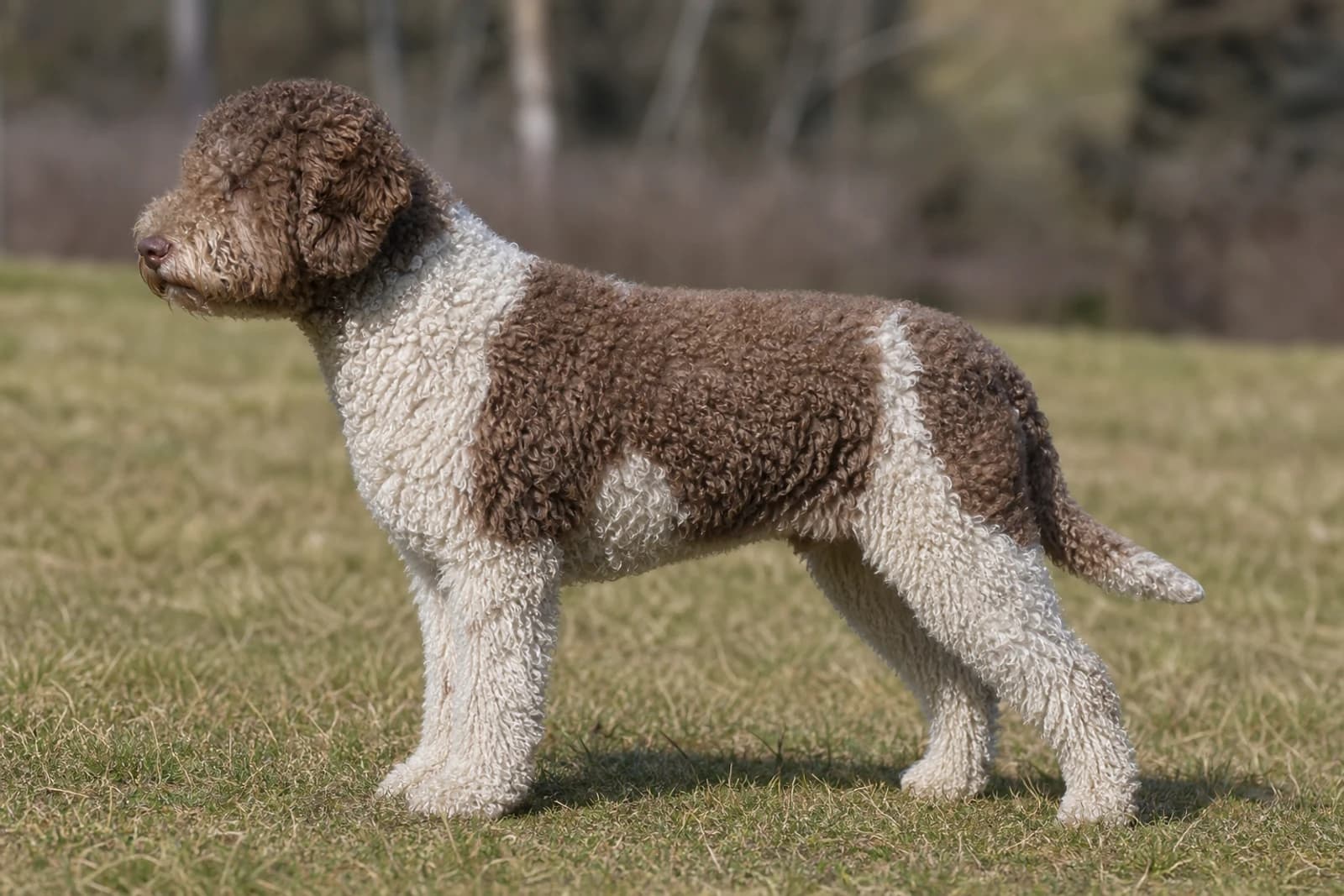 Lagotto Romagnolo — Medium dog breed