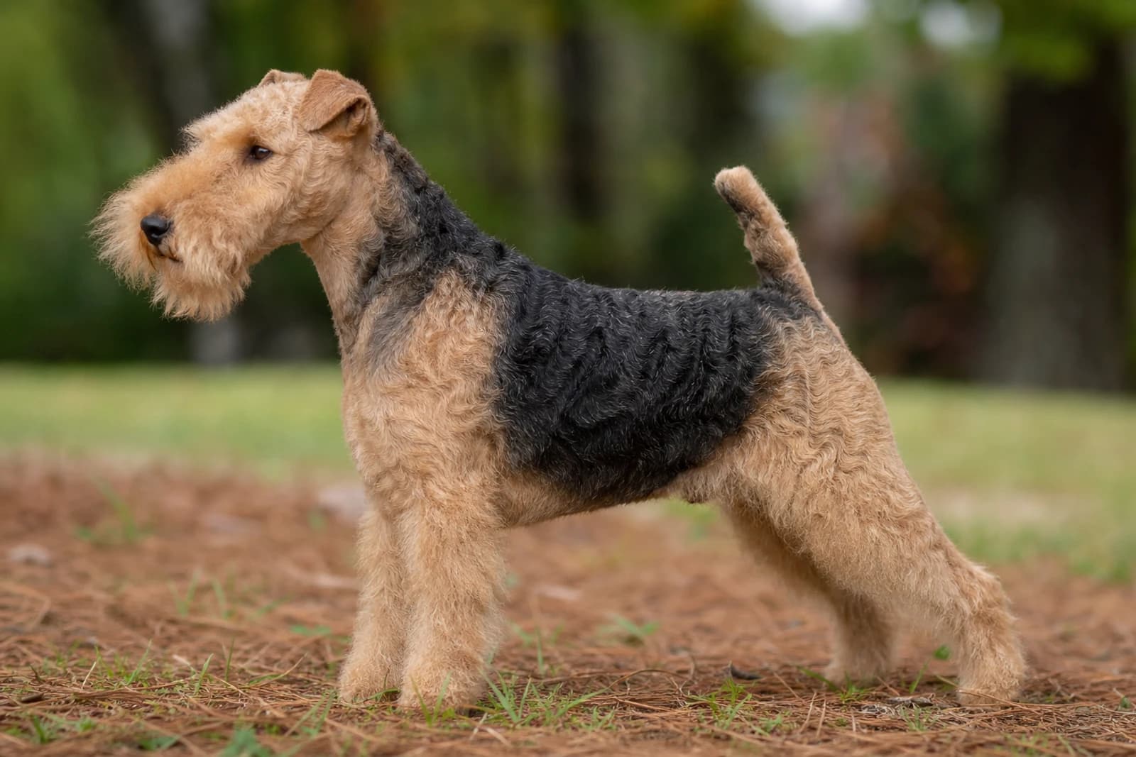 Lakeland Terrier — Medium dog breed
