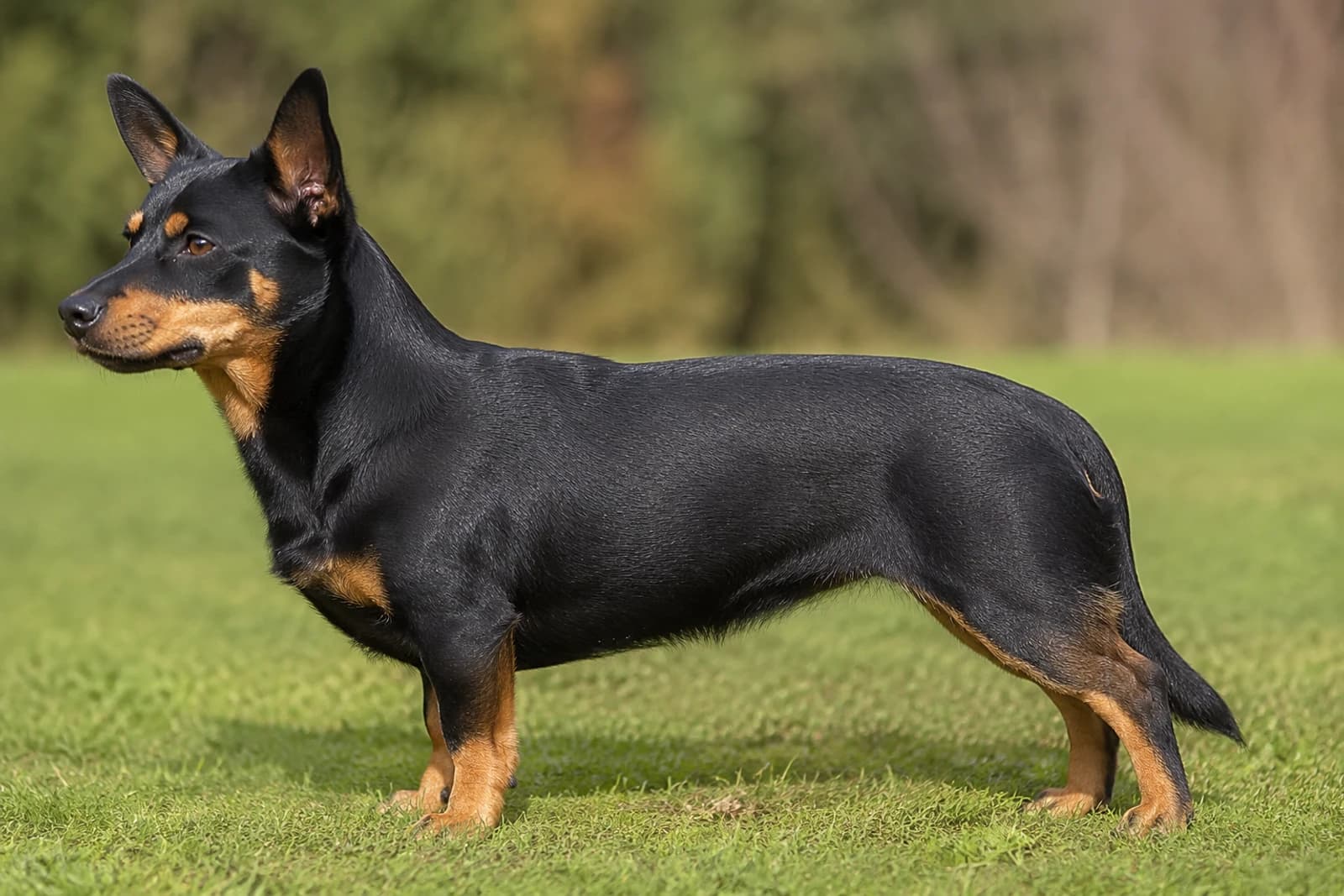 Lancashire Heeler — Medium dog breed