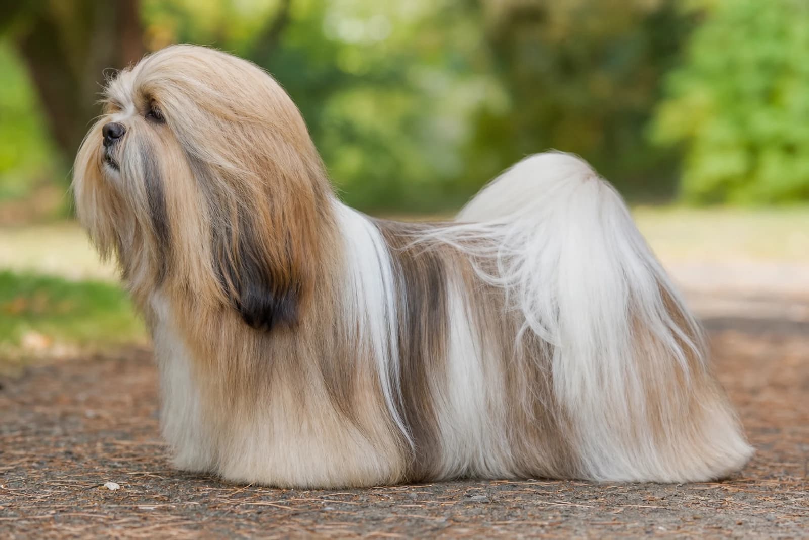 Lhasa Apso — Small dog breed