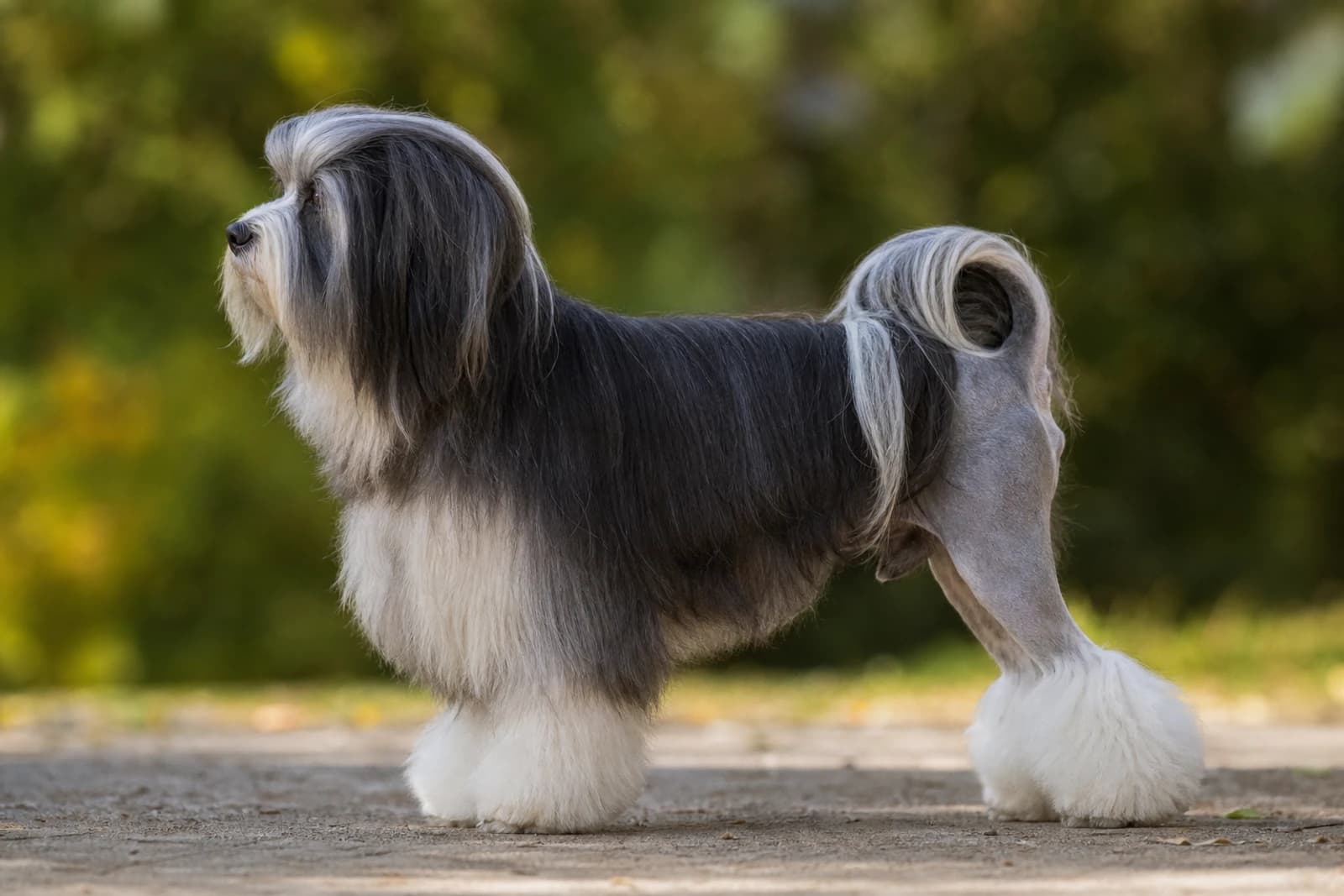 Löwchen — Medium dog breed