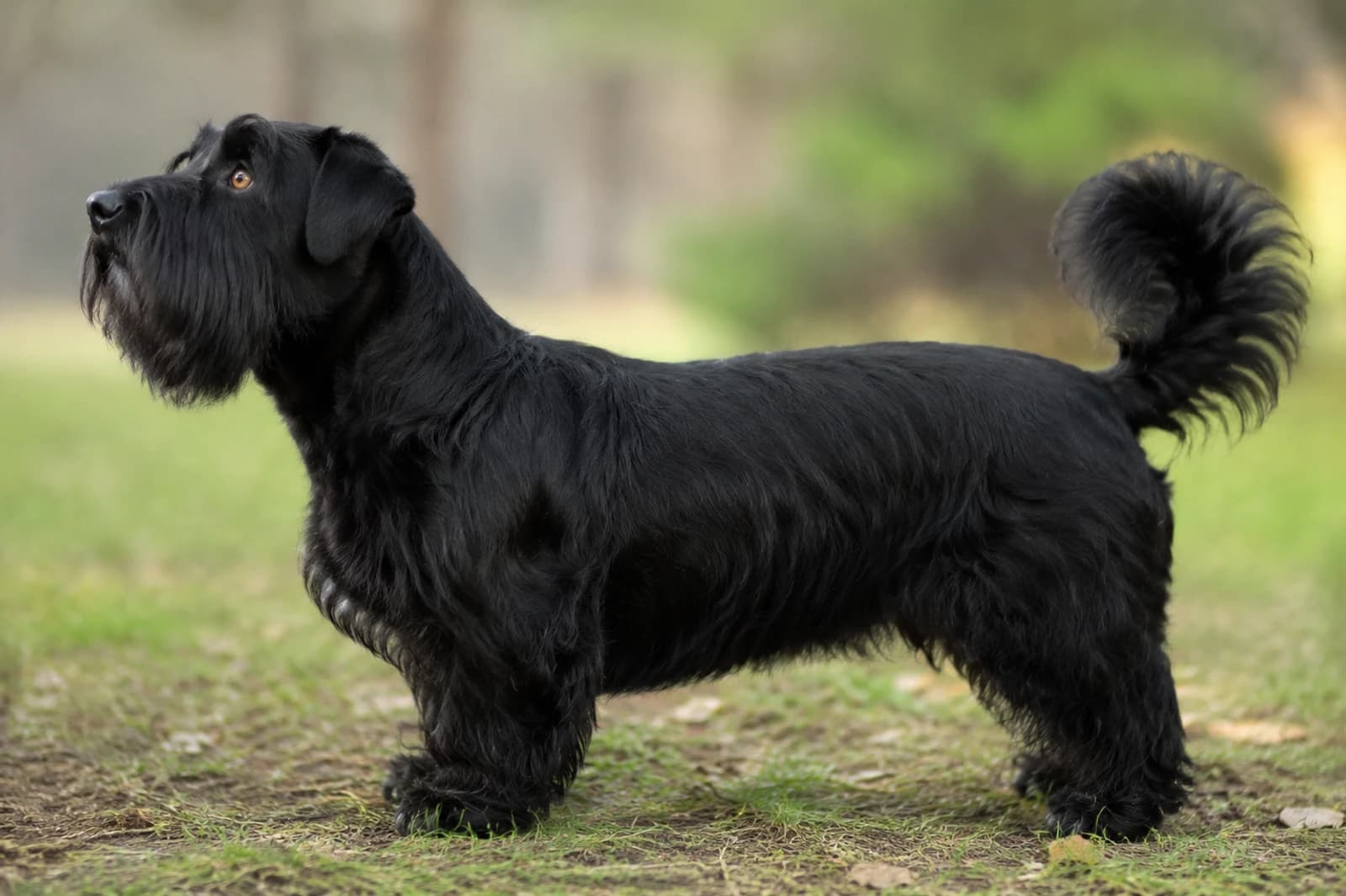 Lucas Terrier — Medium dog breed