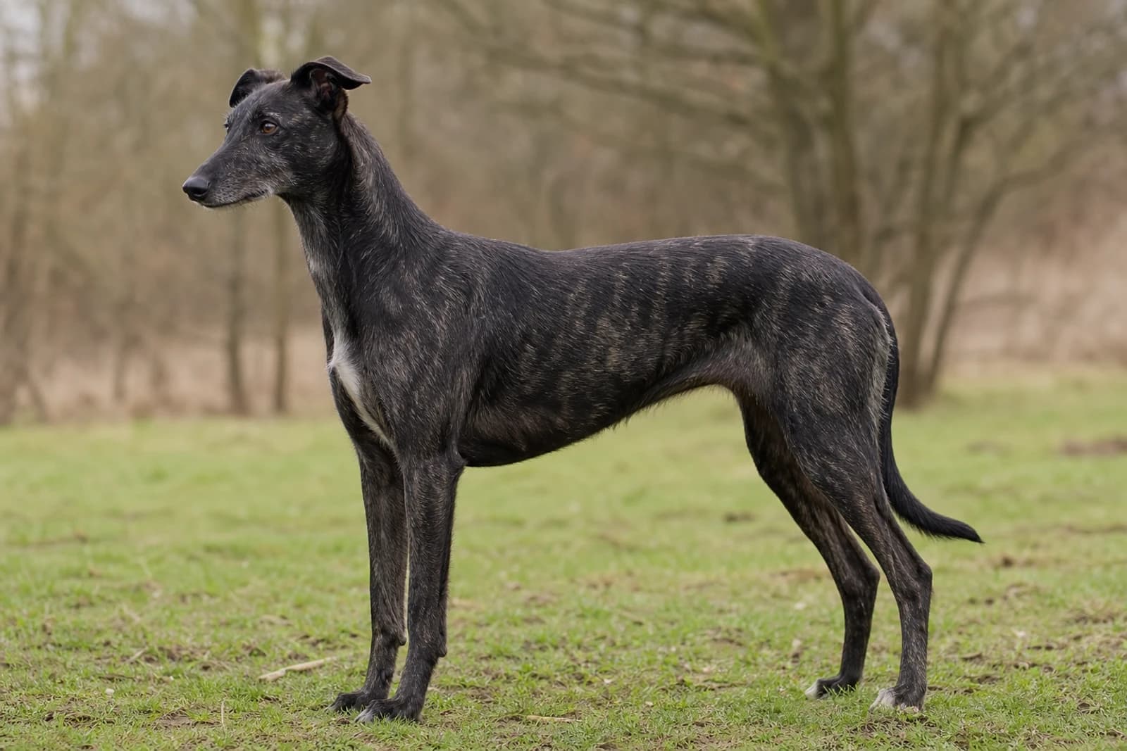 Lurcher — Giant dog breed