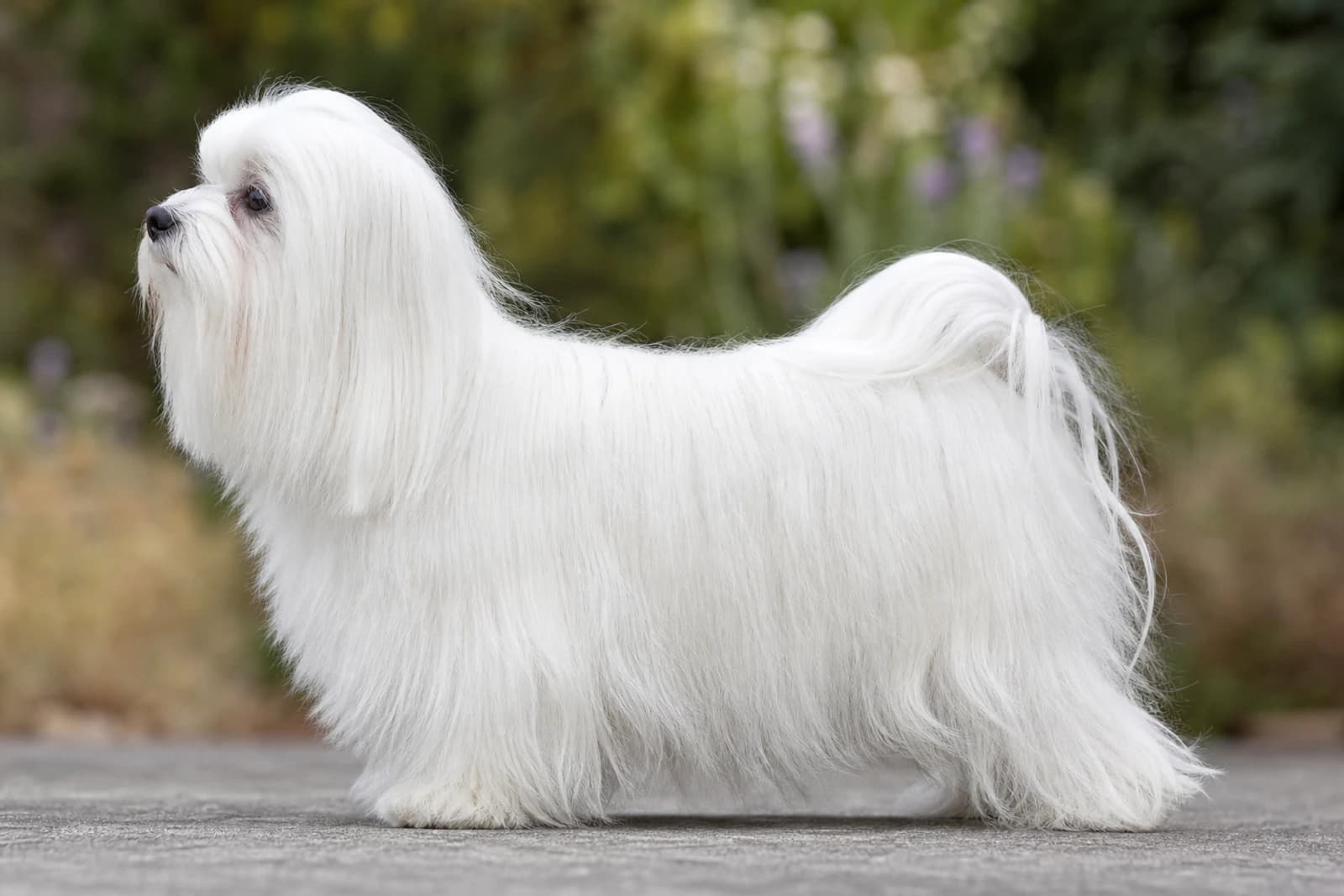 Maltese — Small dog breed