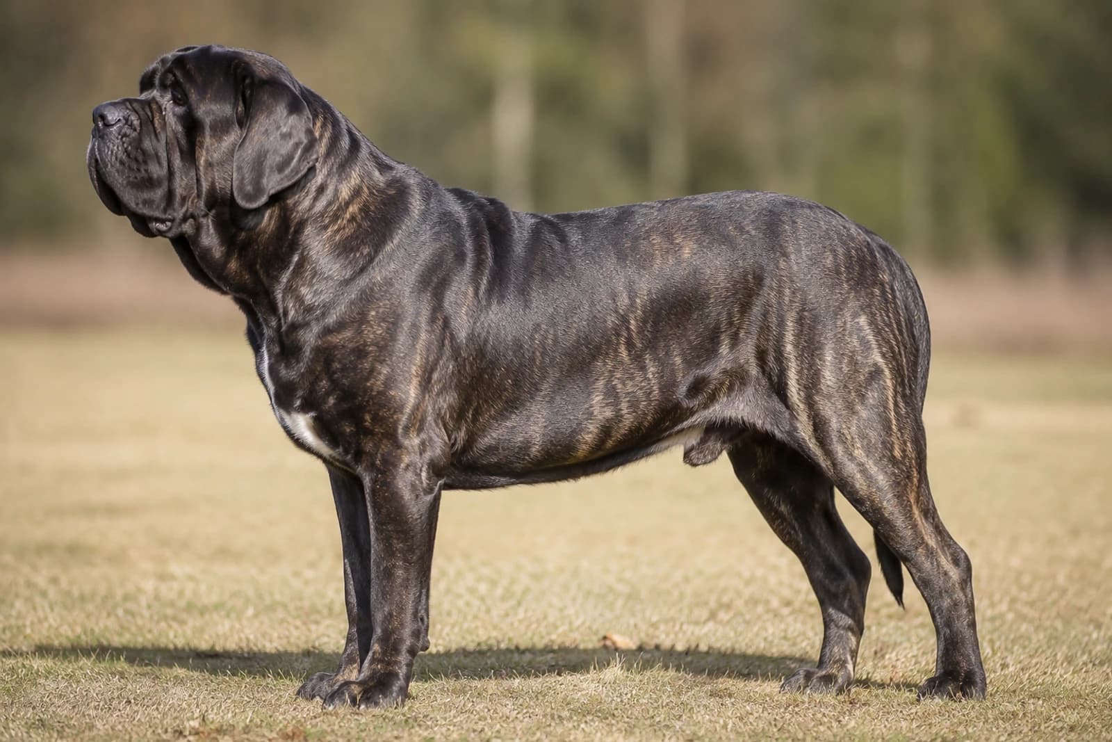 Mastiff — Giant dog breed