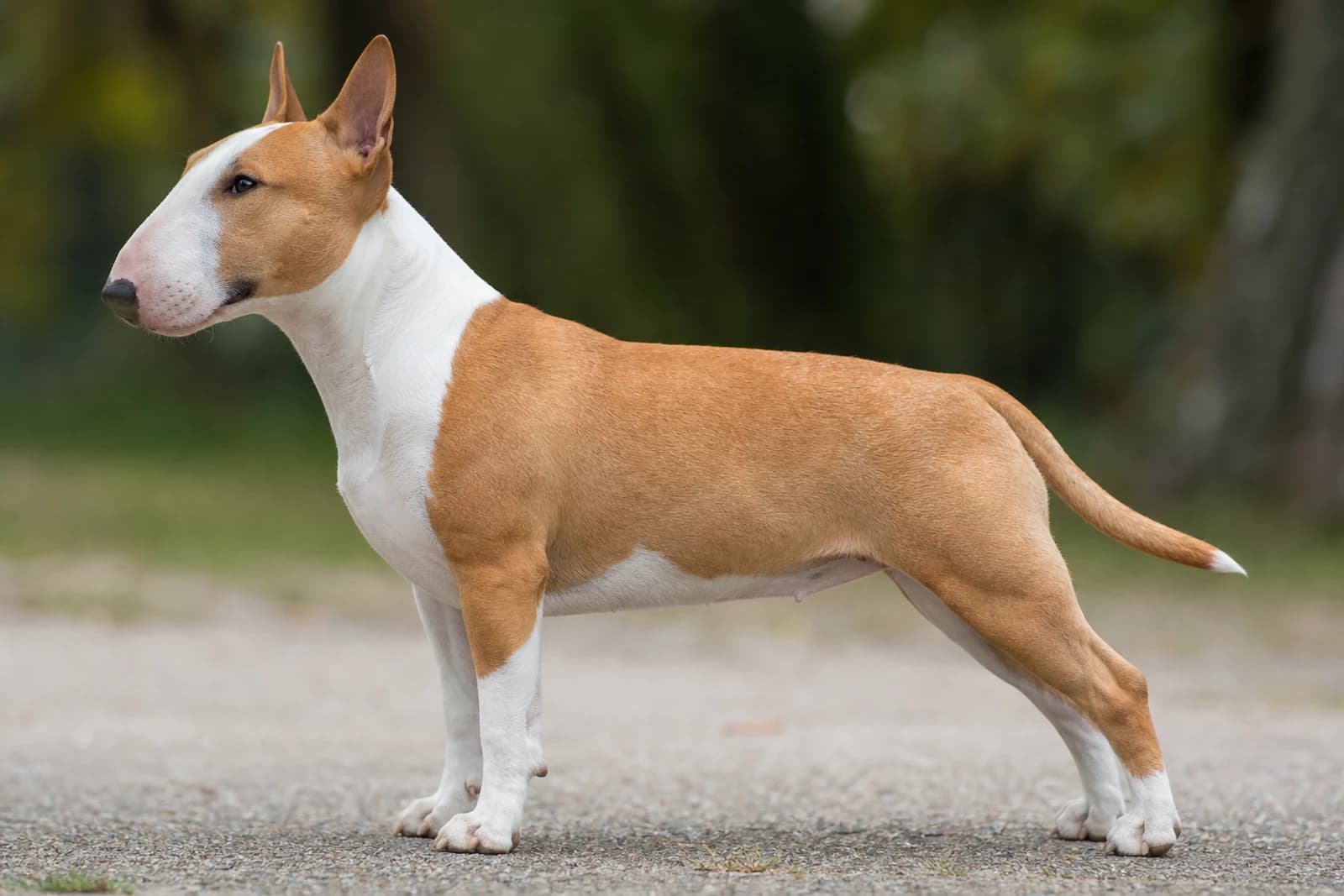 Miniature Bull Terrier — Medium dog breed