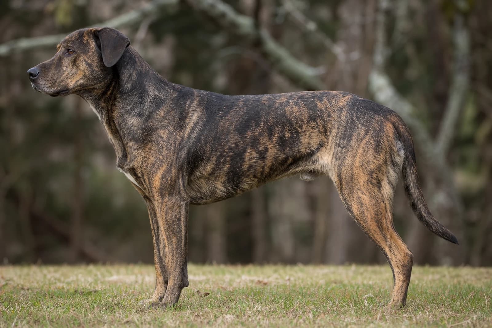 Mountain Cur — Giant dog breed