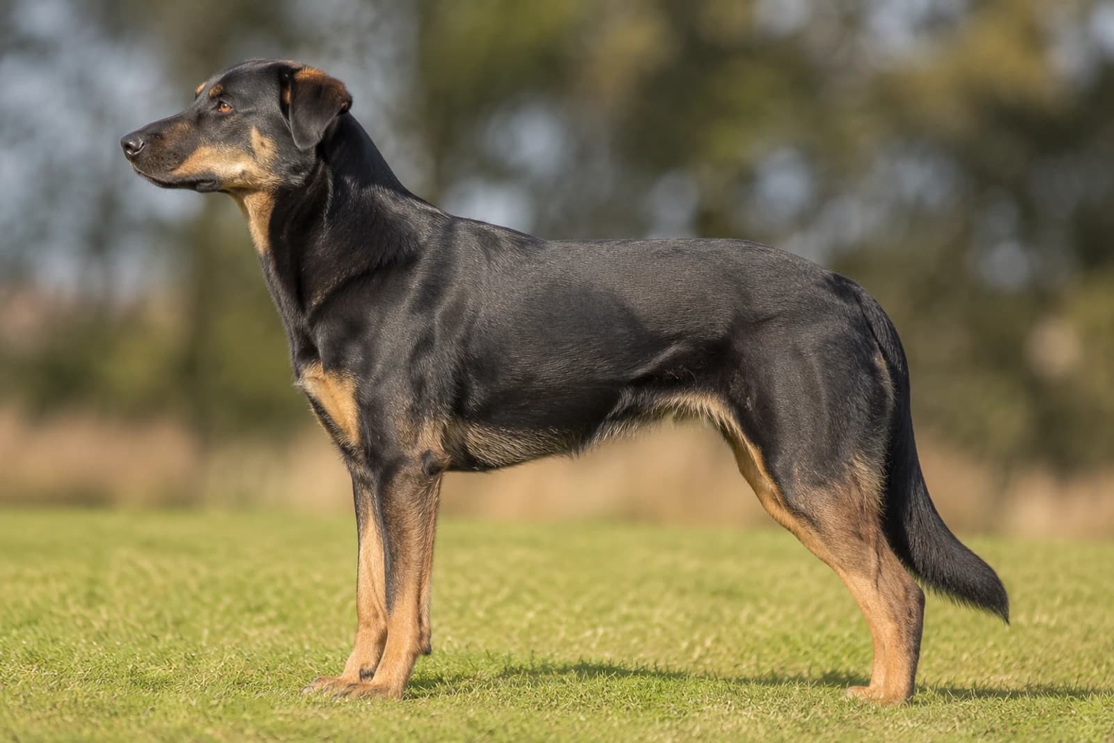 New Zealand Huntaway — Large dog breed
