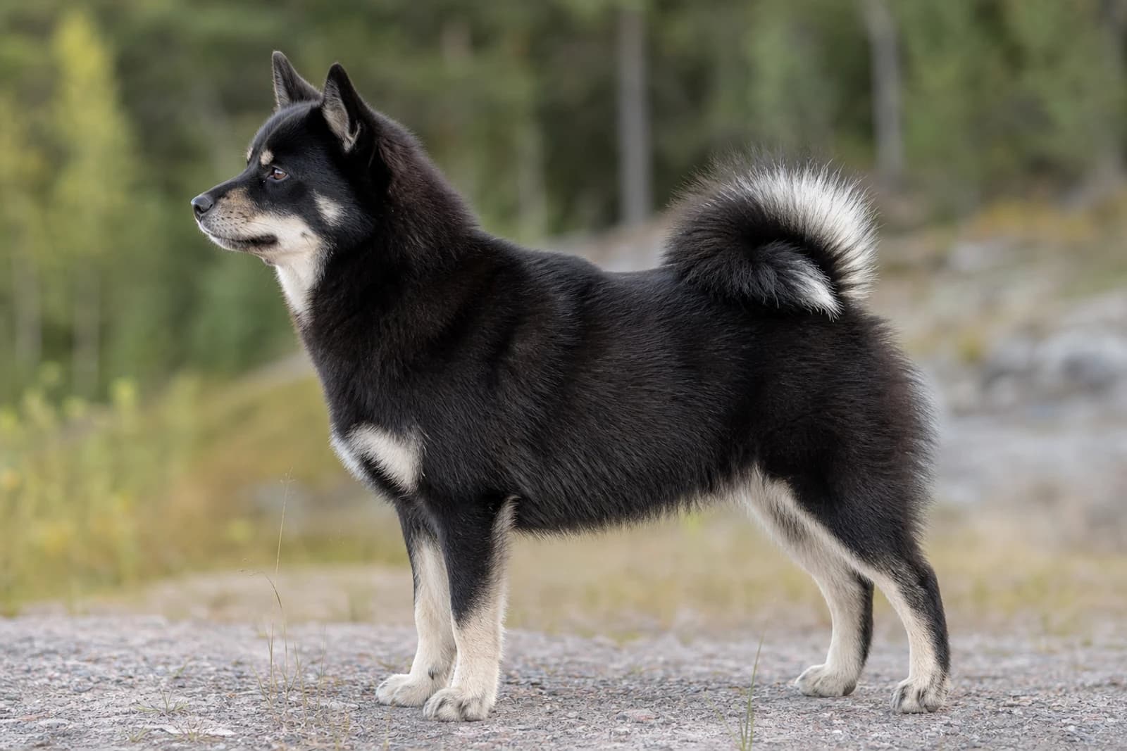 Nordic Spitz — Medium dog breed