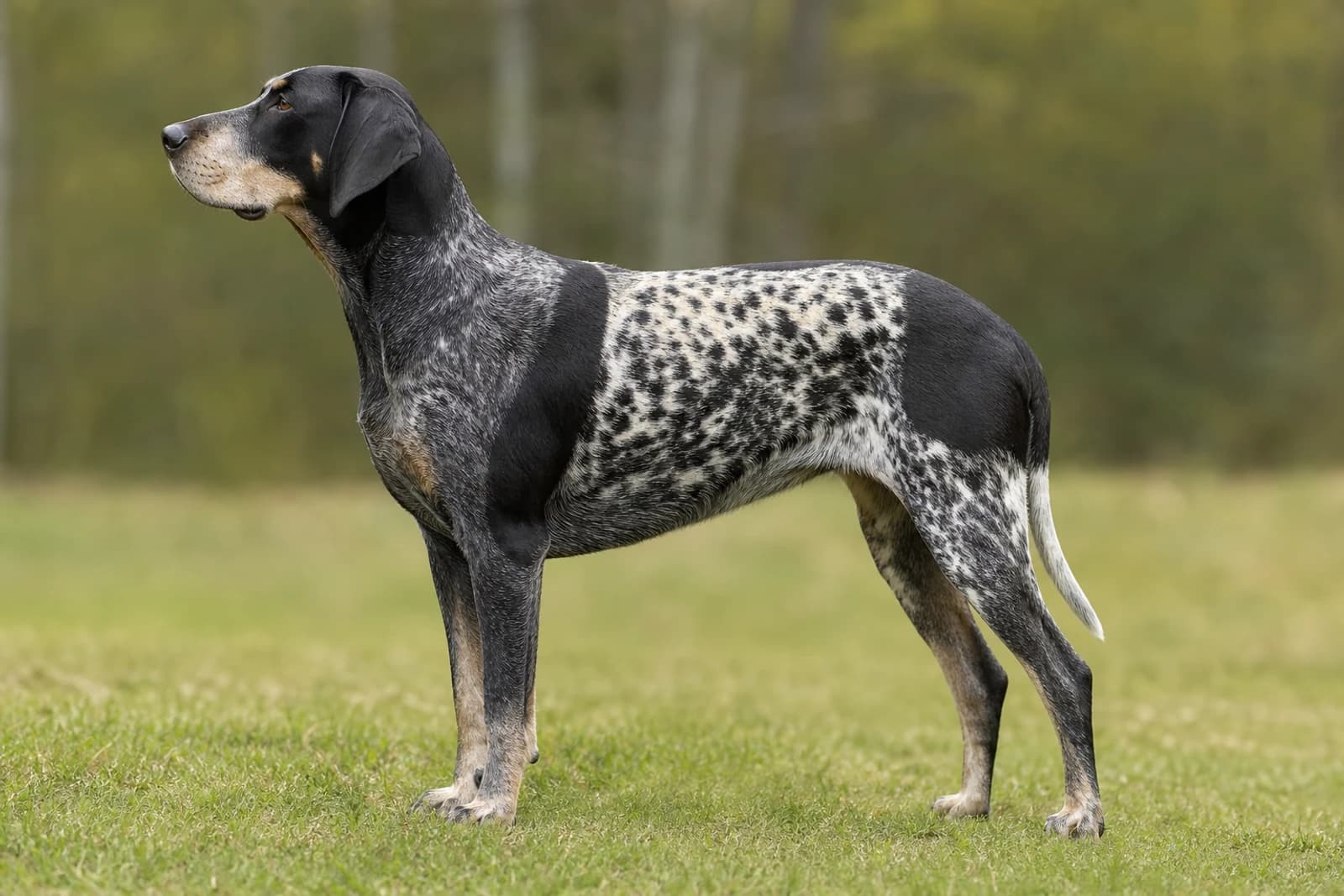 Norwegian Hound — Large dog breed
