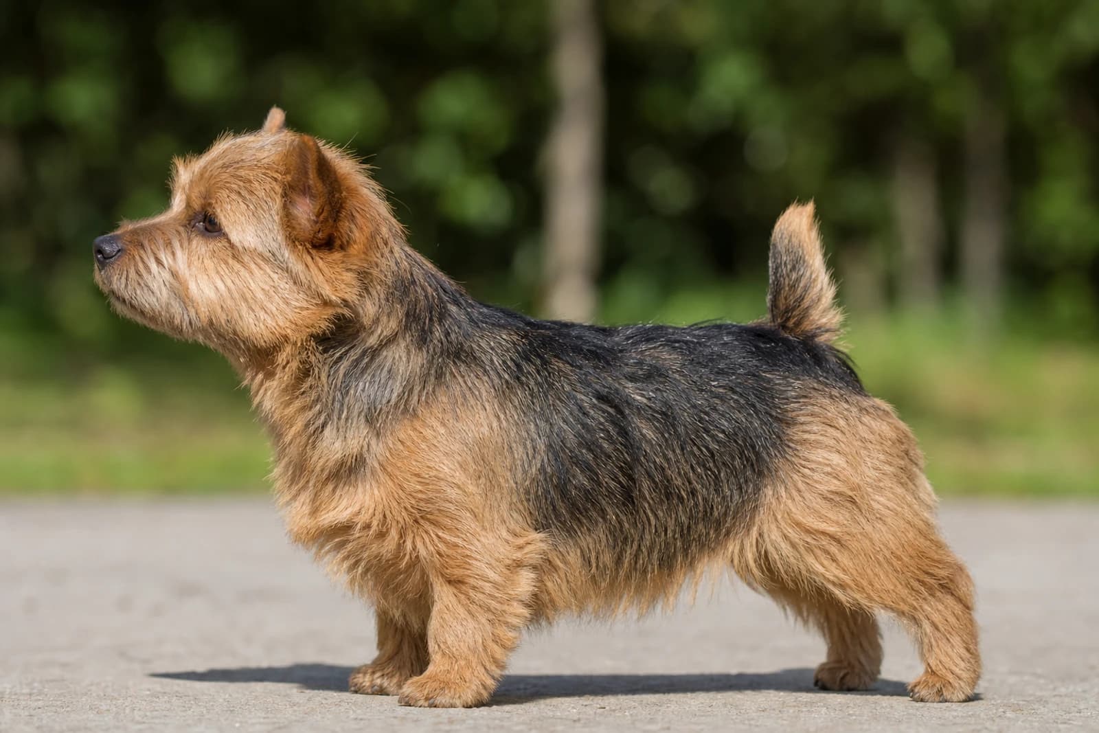 Norwich Terrier — Small dog breed