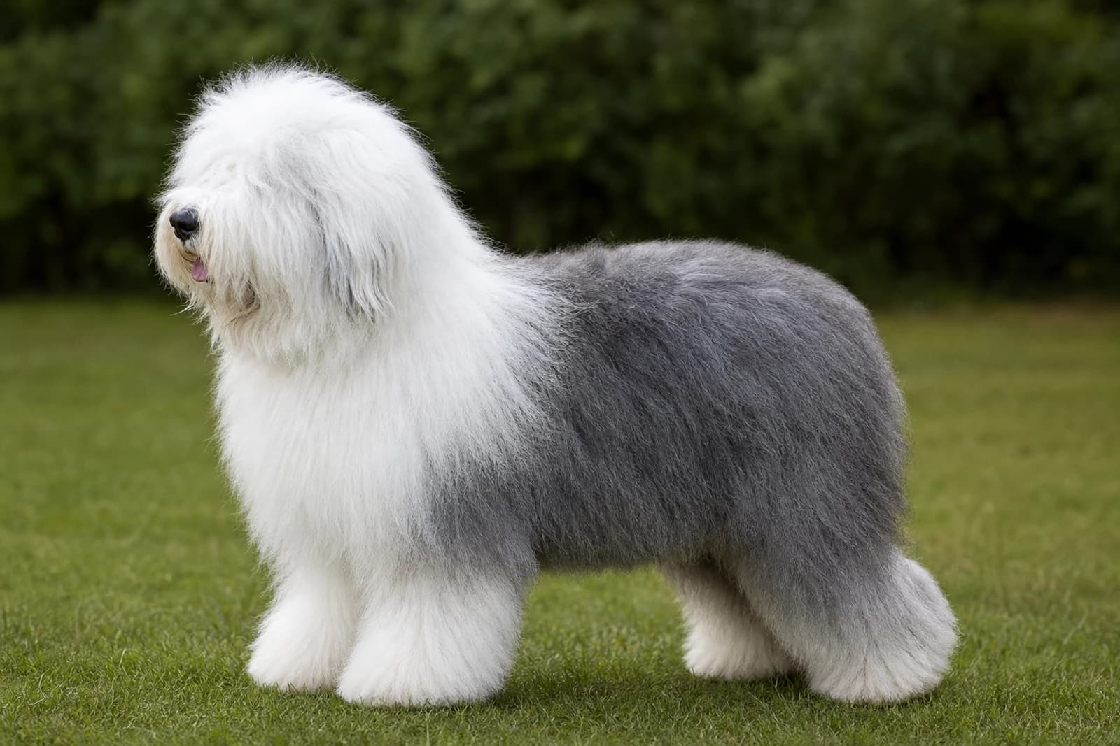 Old English Sheepdog — Large dog breed