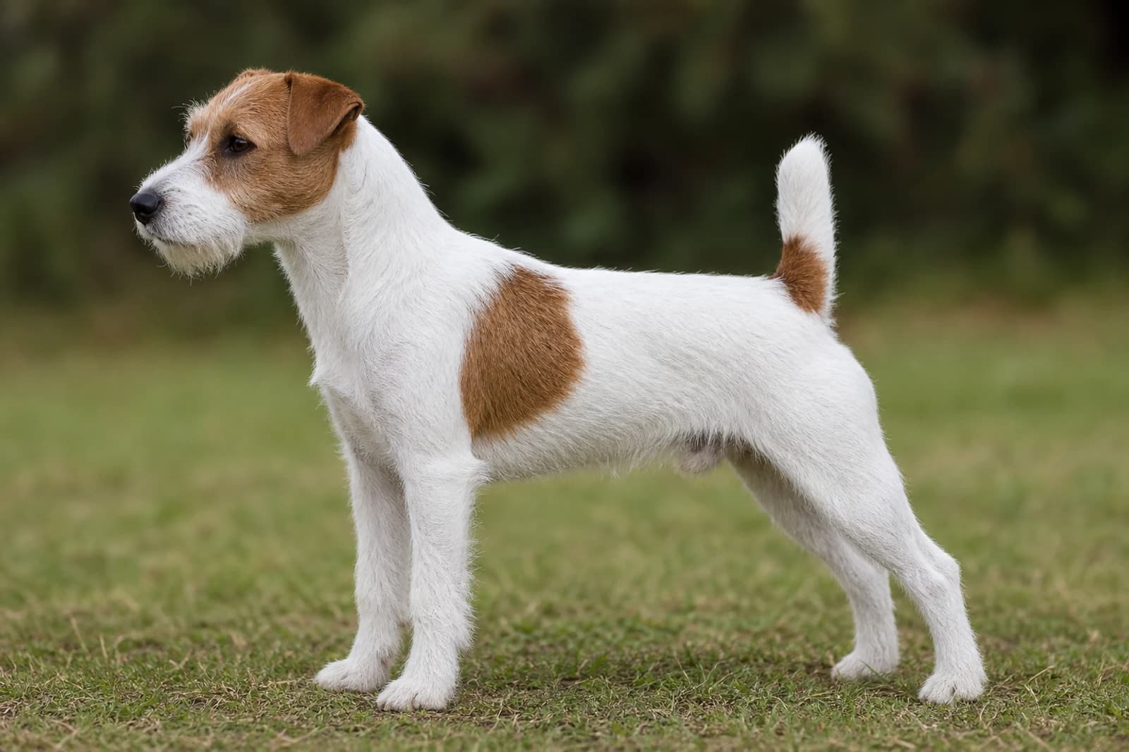 Parson Russell Terrier — Medium dog breed
