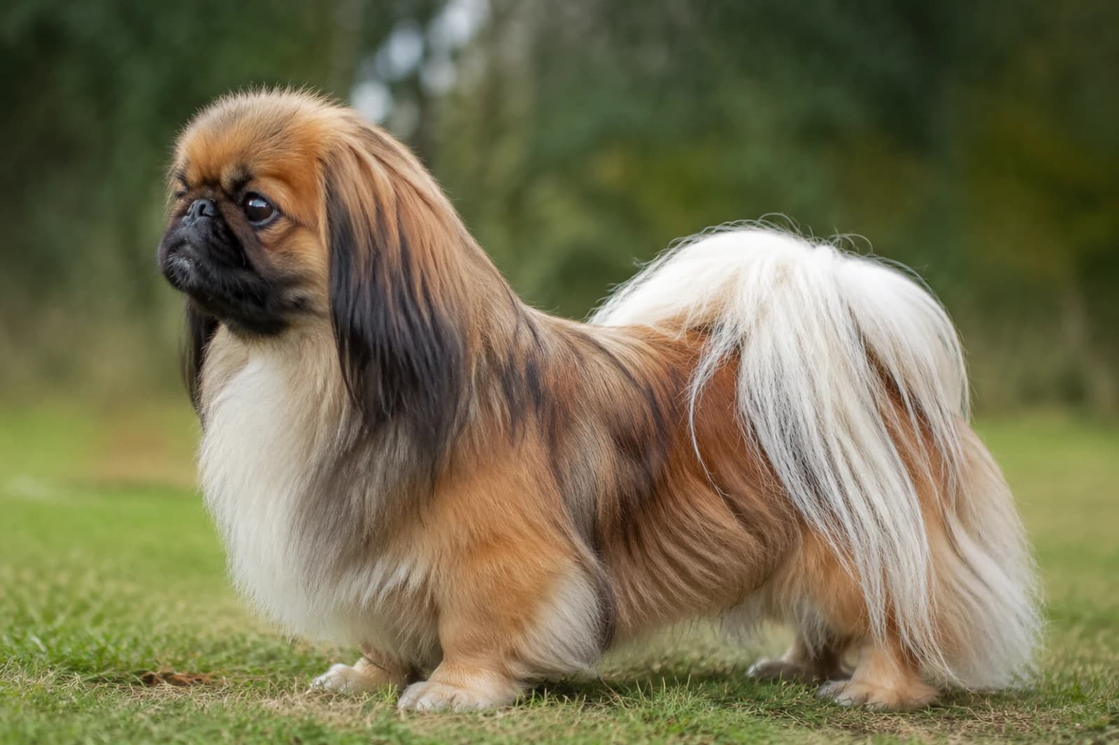 Pekingese — Small dog breed