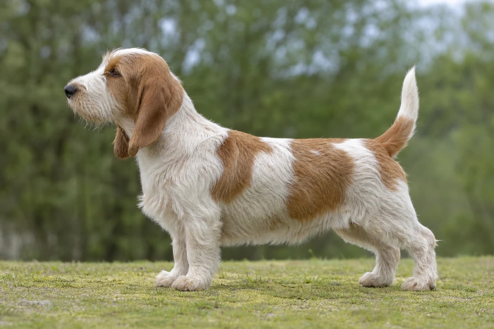Petit Basset Griffon Vendéen — Medium dog breed
