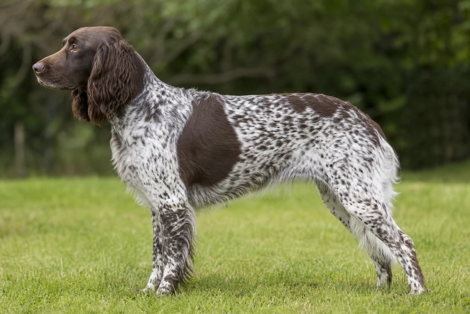 Picardy Spaniel — Large dog breed
