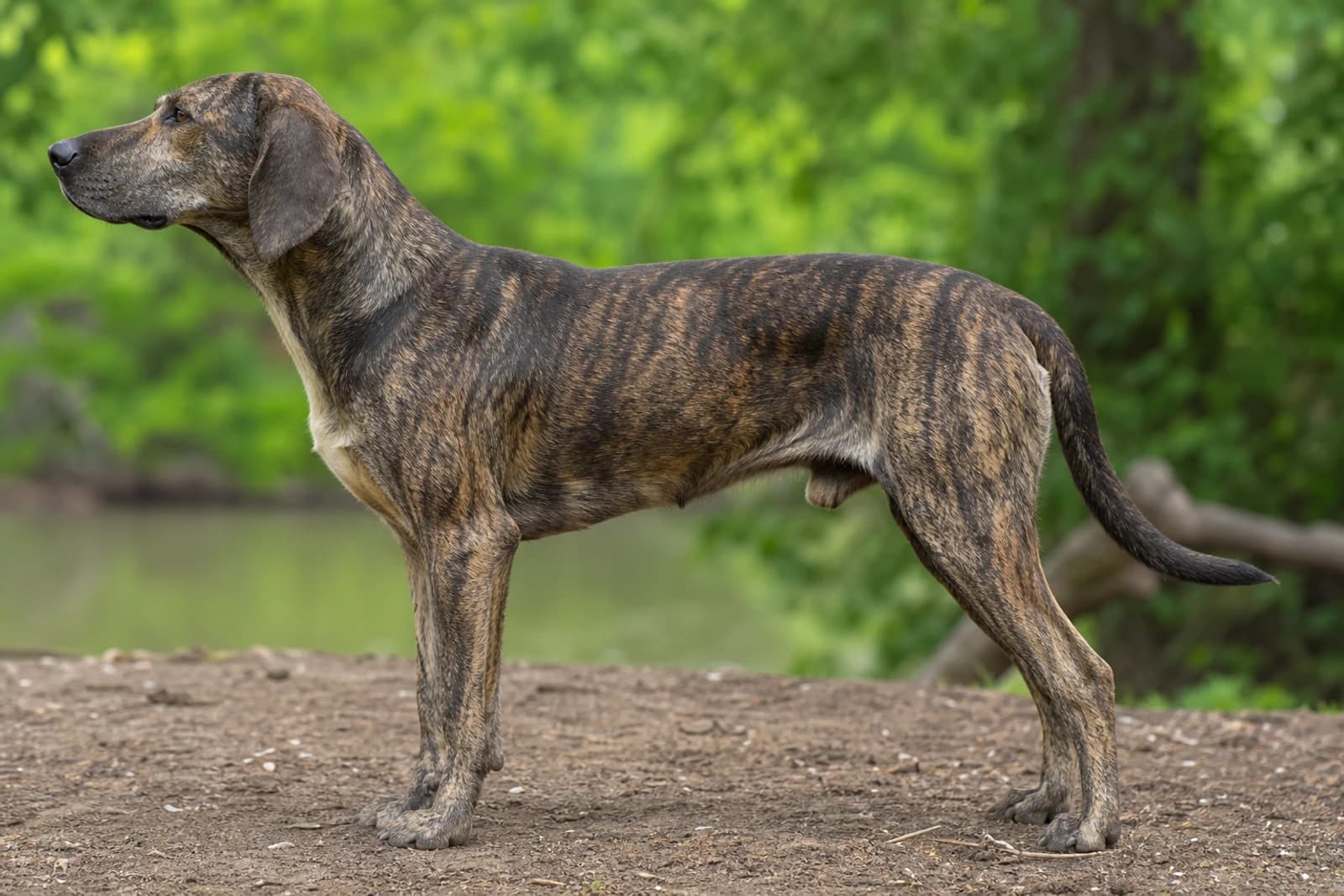 Plott Hound — Large dog breed