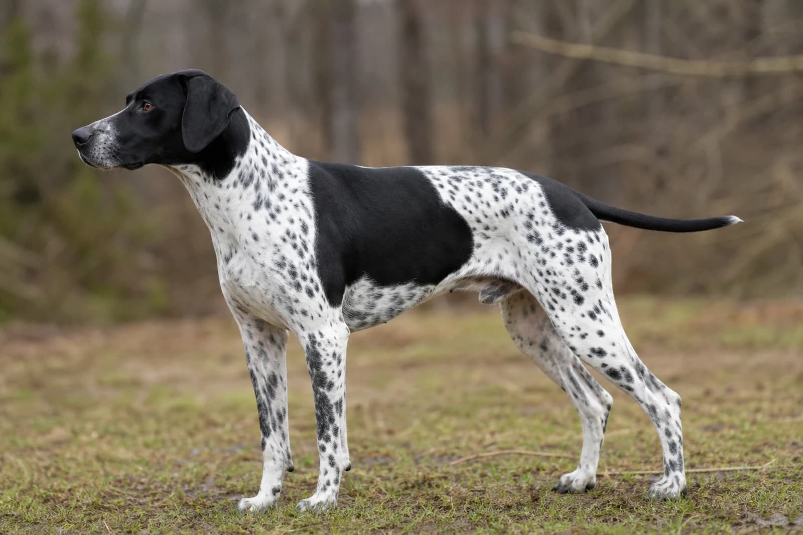 Pointer — Large dog breed