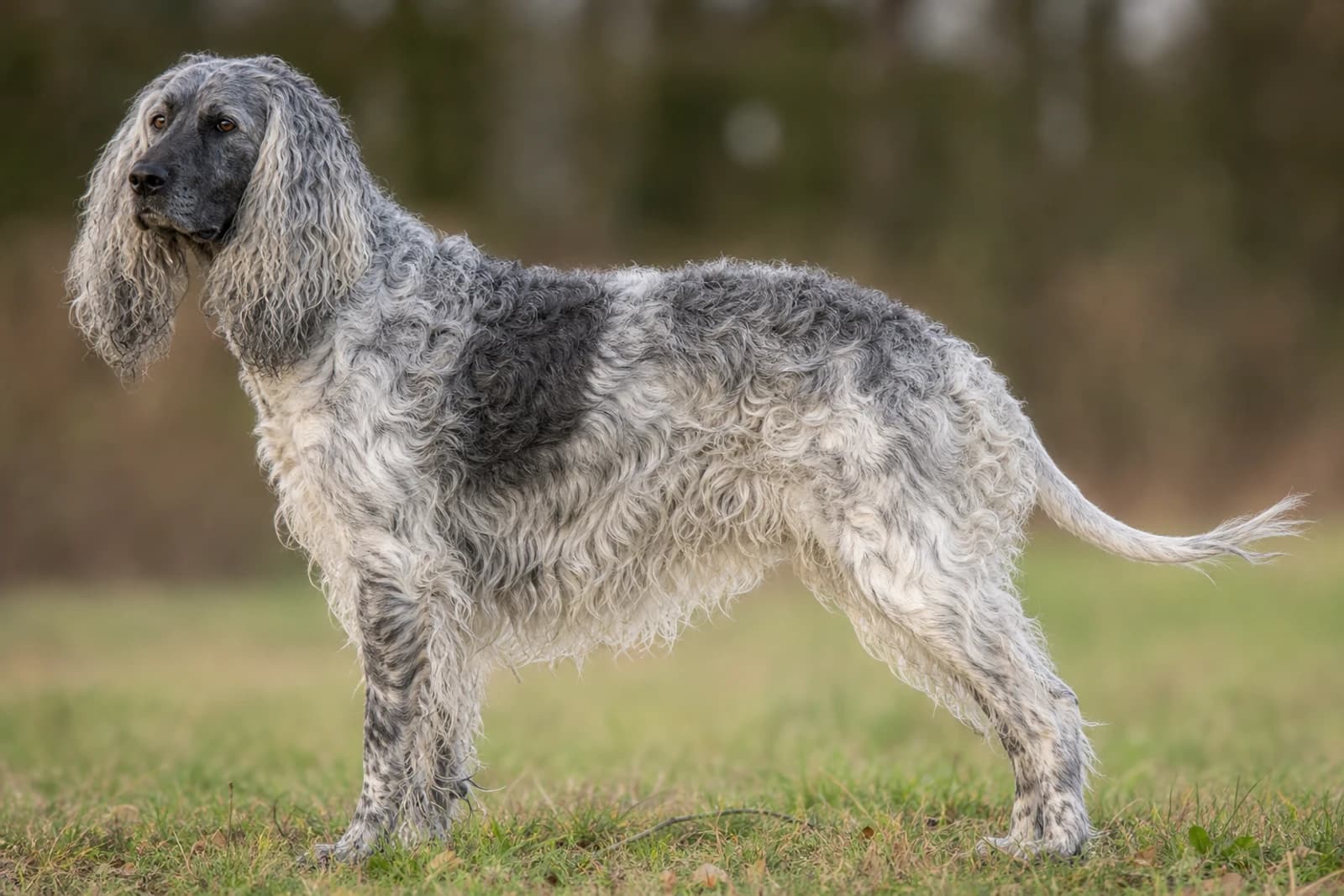 Pont-Audemer Spaniel — Large dog breed