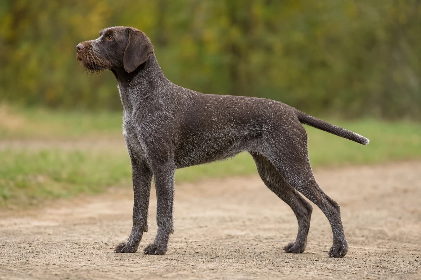 Pudelpointer — Giant dog breed