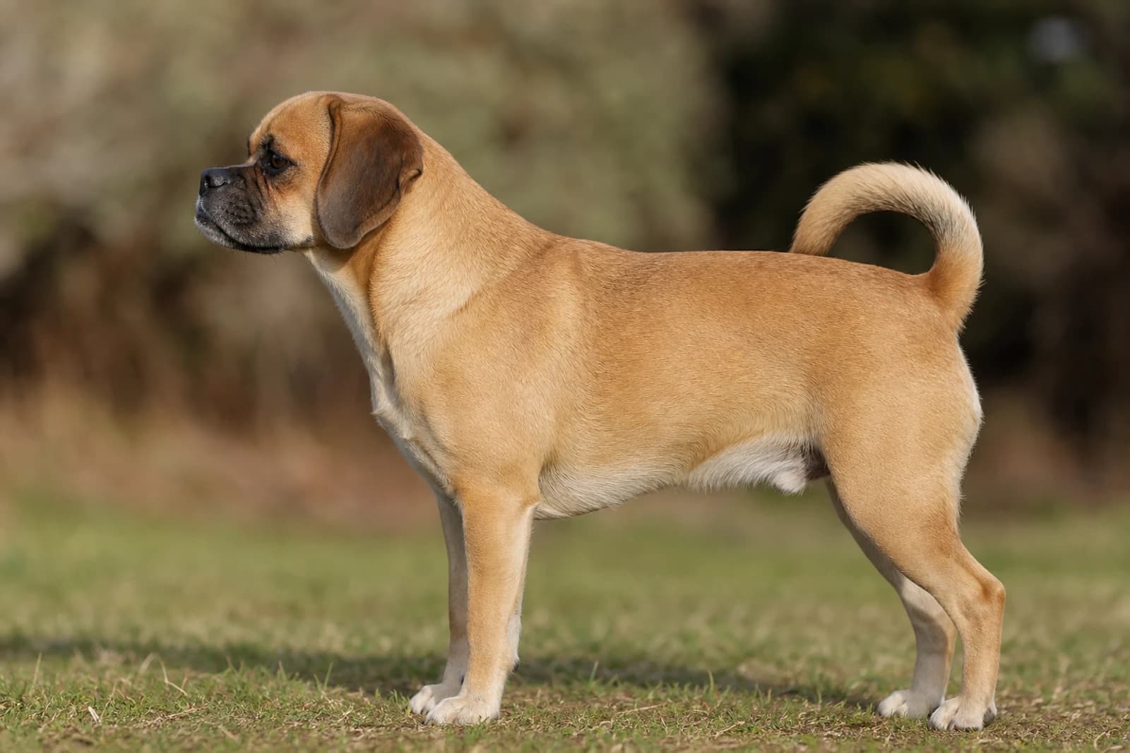 Puggle — Medium dog breed