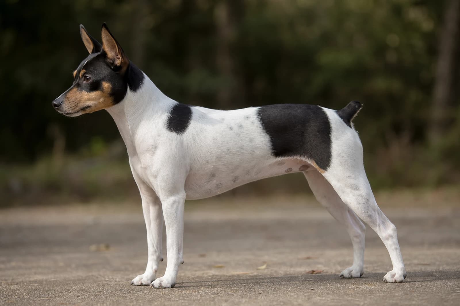 Rat Terrier — Large dog breed