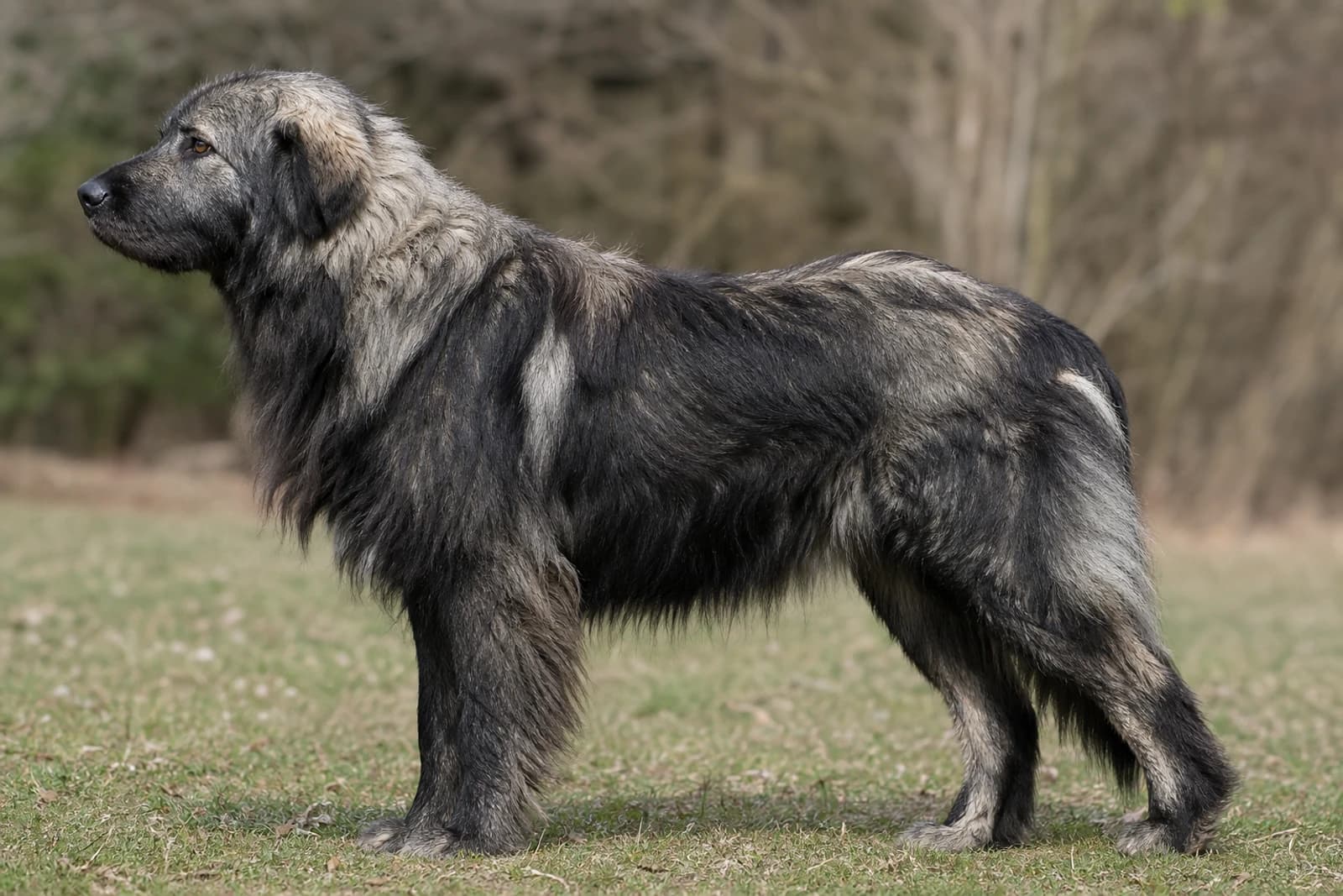 Romanian Shepherd Dogs — Giant dog breed