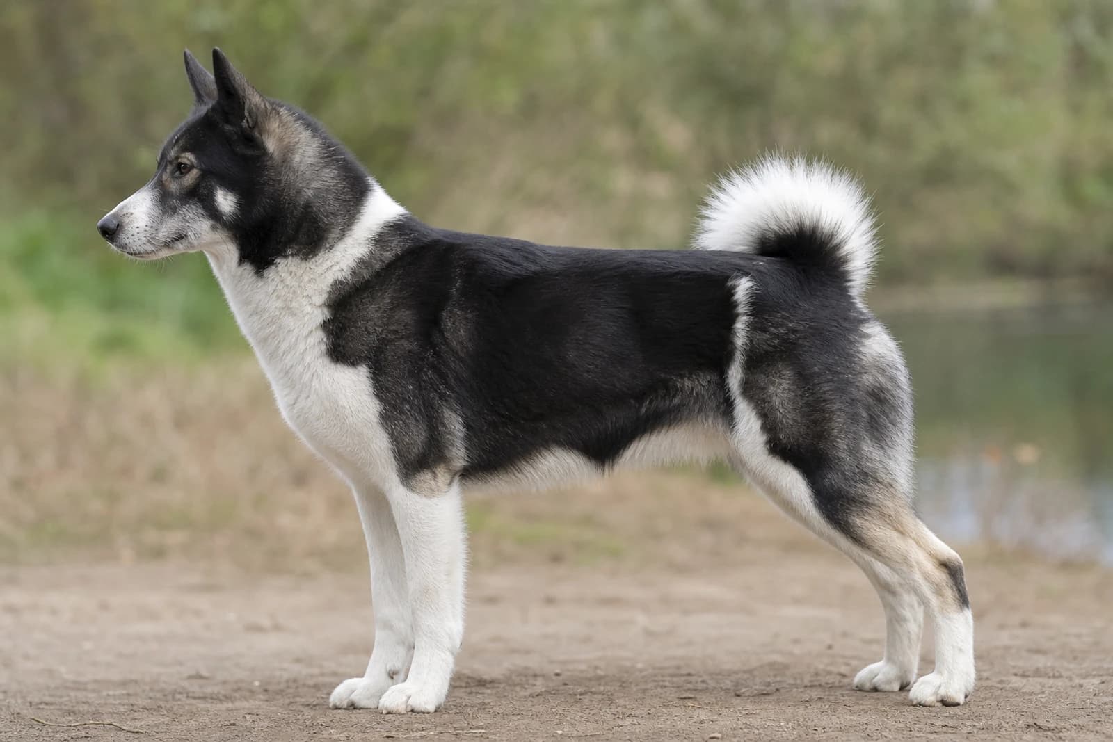 Russian-European Laika — Large dog breed