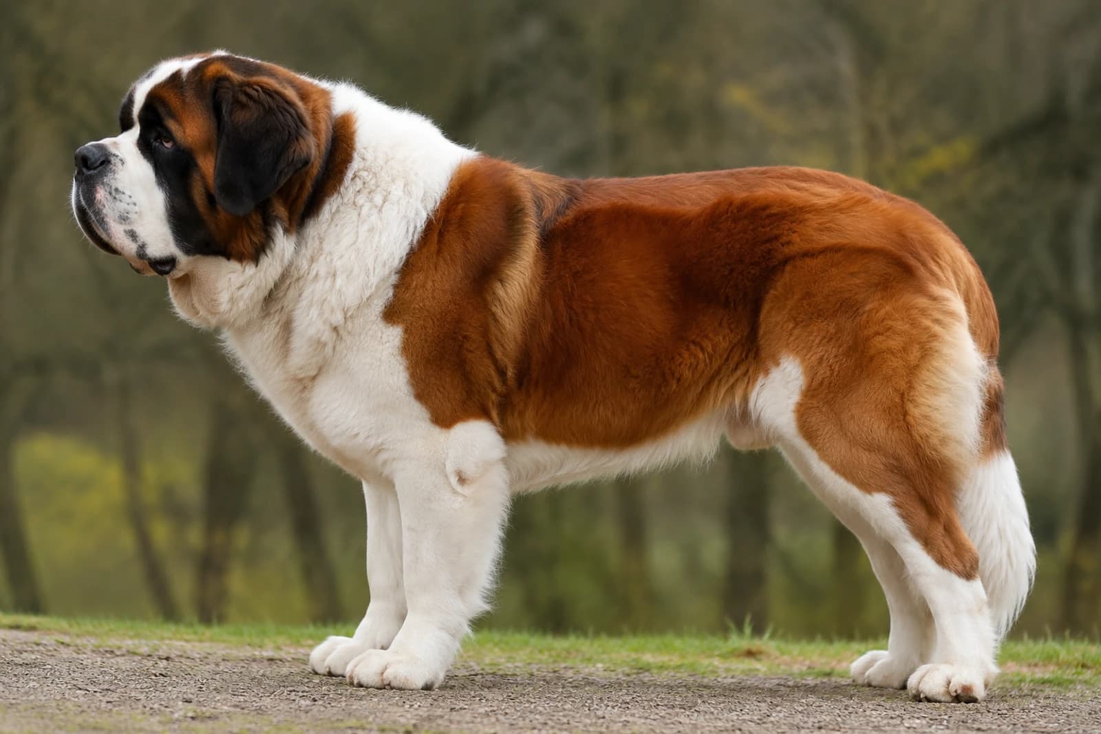 Saint Bernard — Giant dog breed