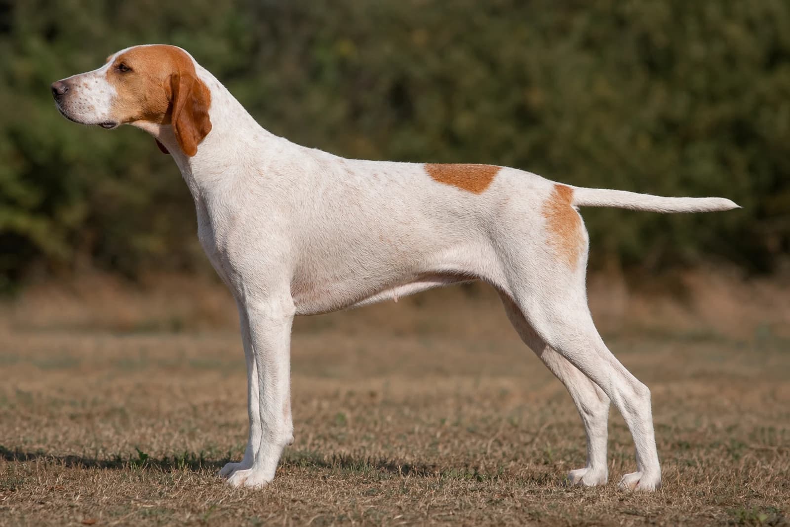 Saint Germain Pointer — Large dog breed