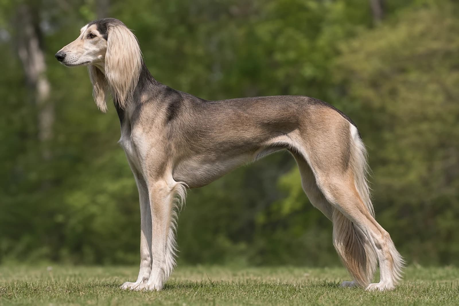 Saluki — Giant dog breed