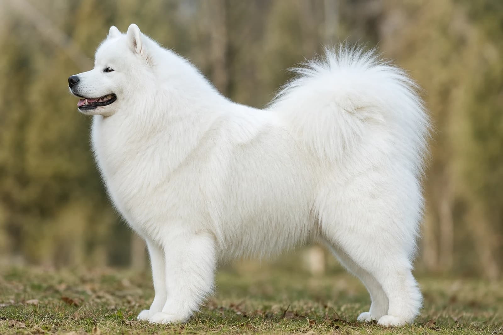 Samoyed — Large dog breed