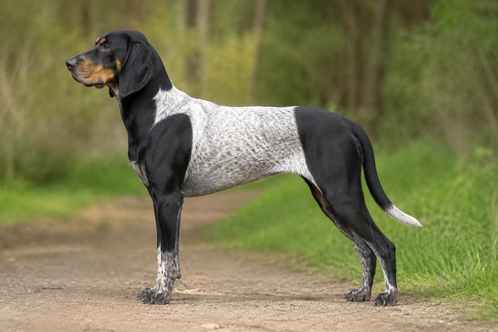Serbian Tricolored Hound — Large dog breed