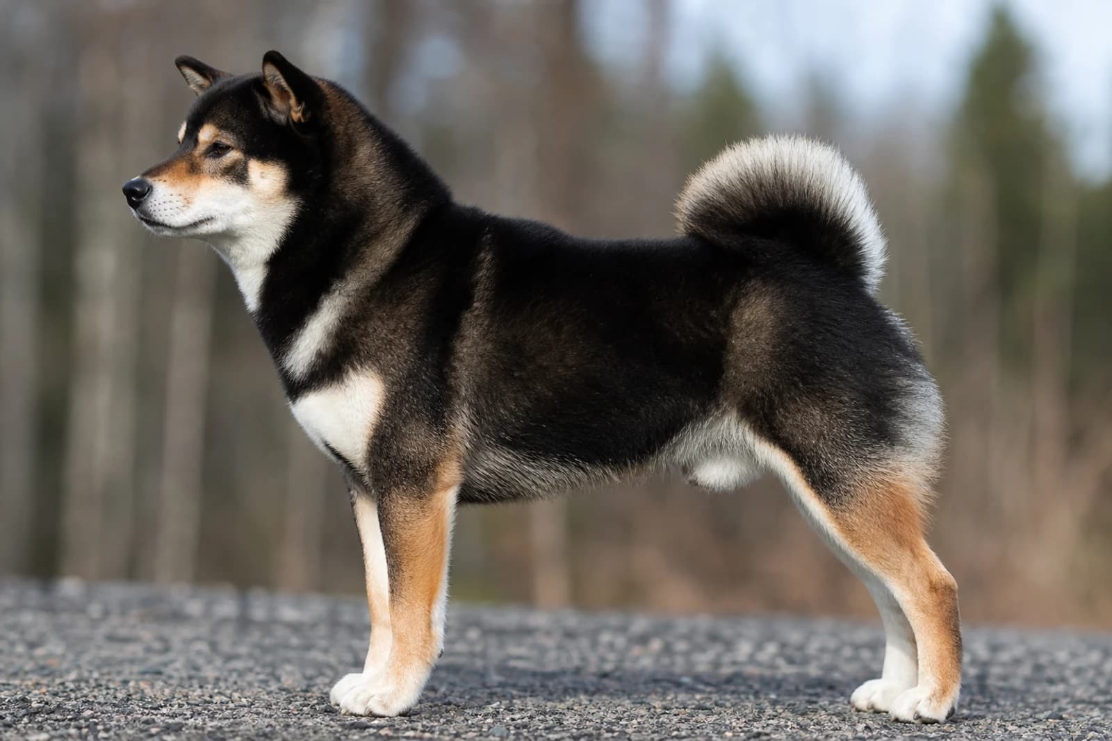 Shiba Inu — Medium dog breed