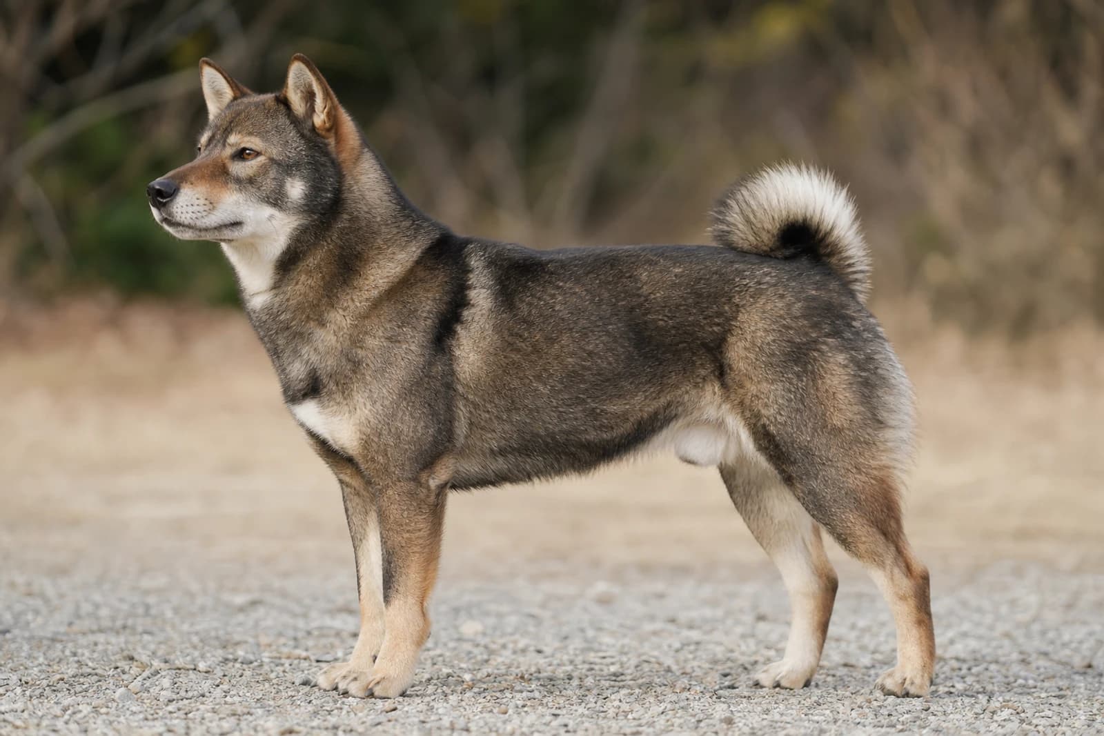 Shikoku — Large dog breed